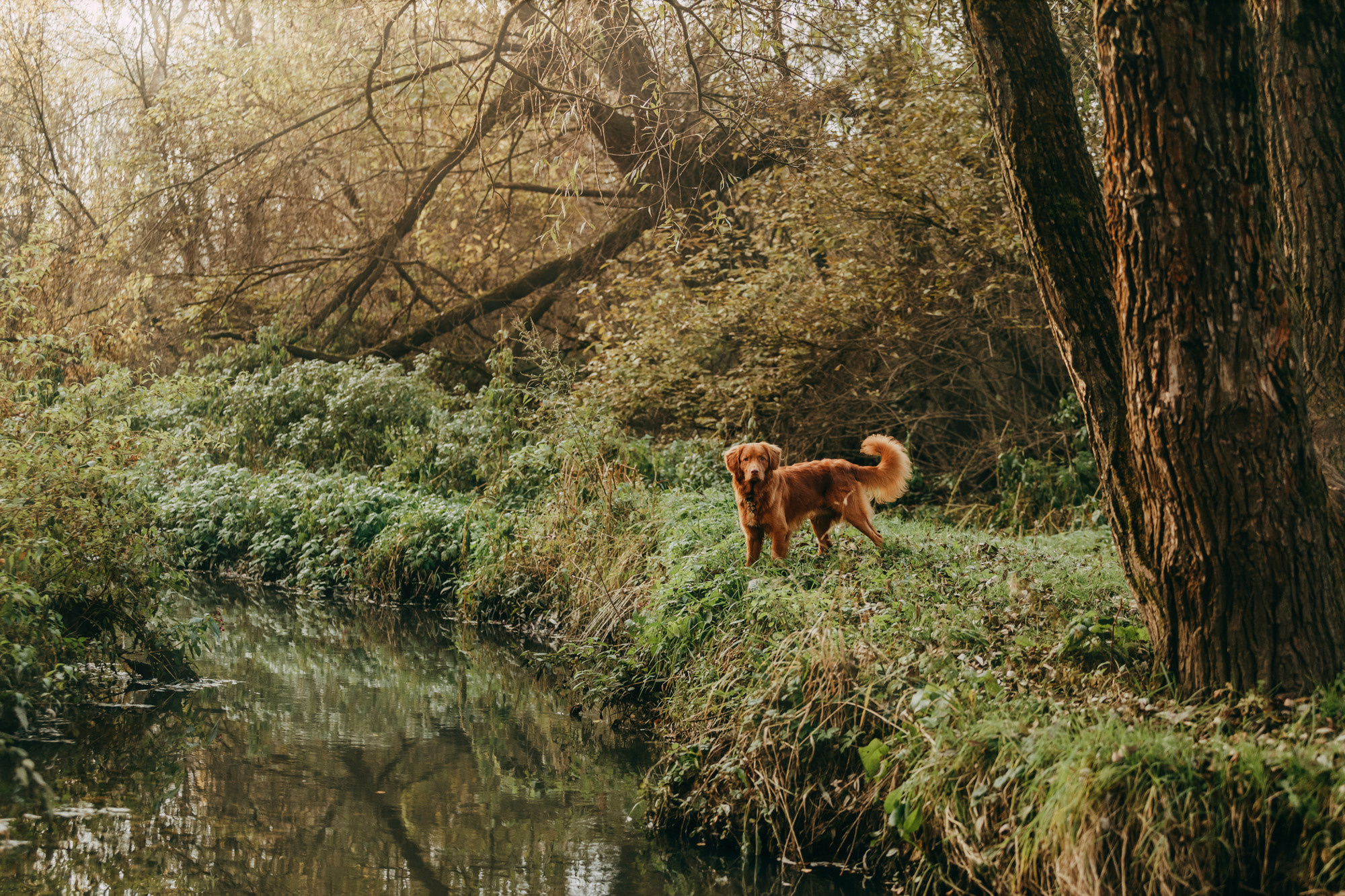 Бублик. Фотограф-анималист Елена Радченко, Москва