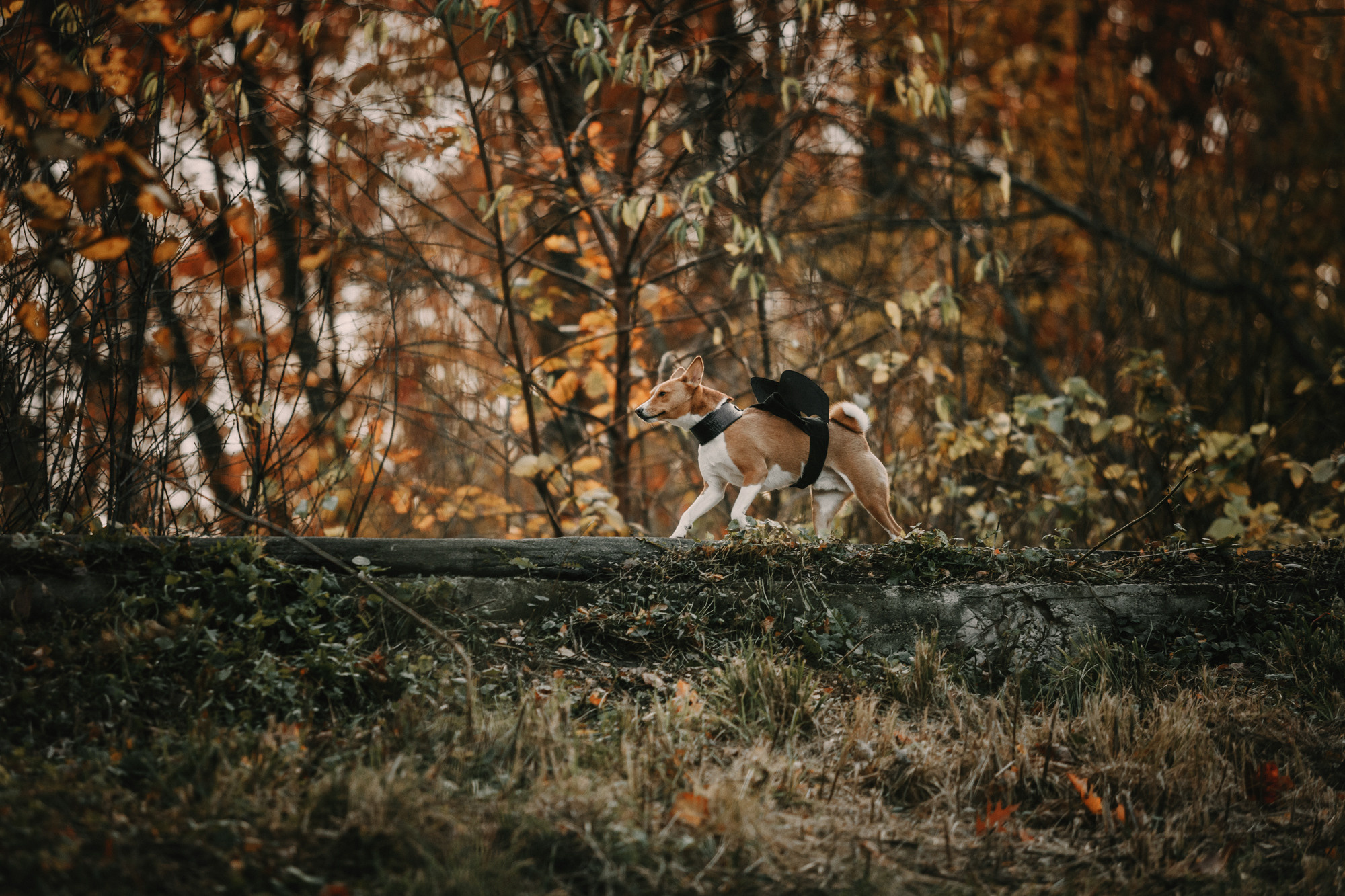 Мария и Рэд. Фотограф-анималист Елена Радченко, Москва