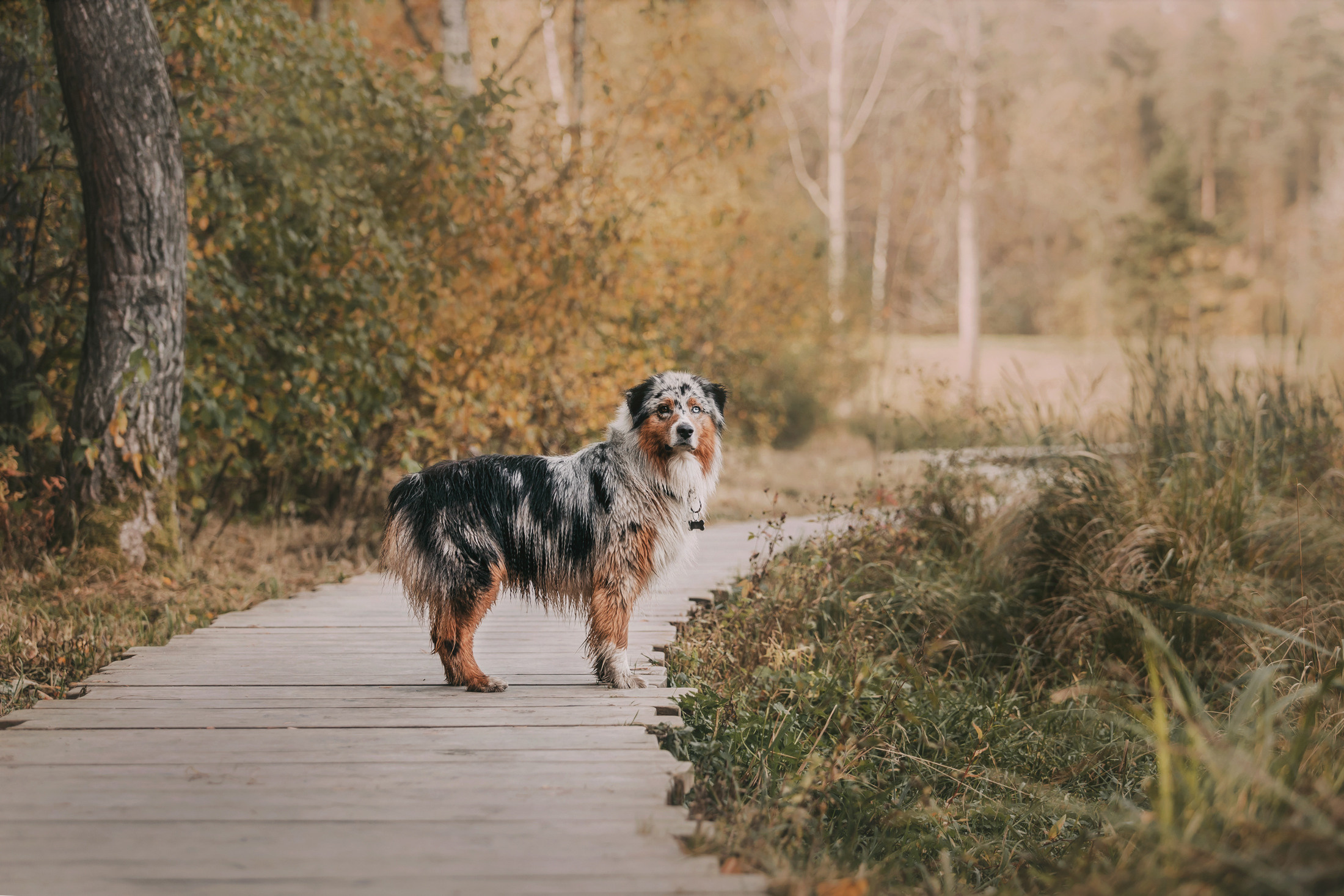 Руби и семья. Фотограф-анималист Елена Радченко, Москва