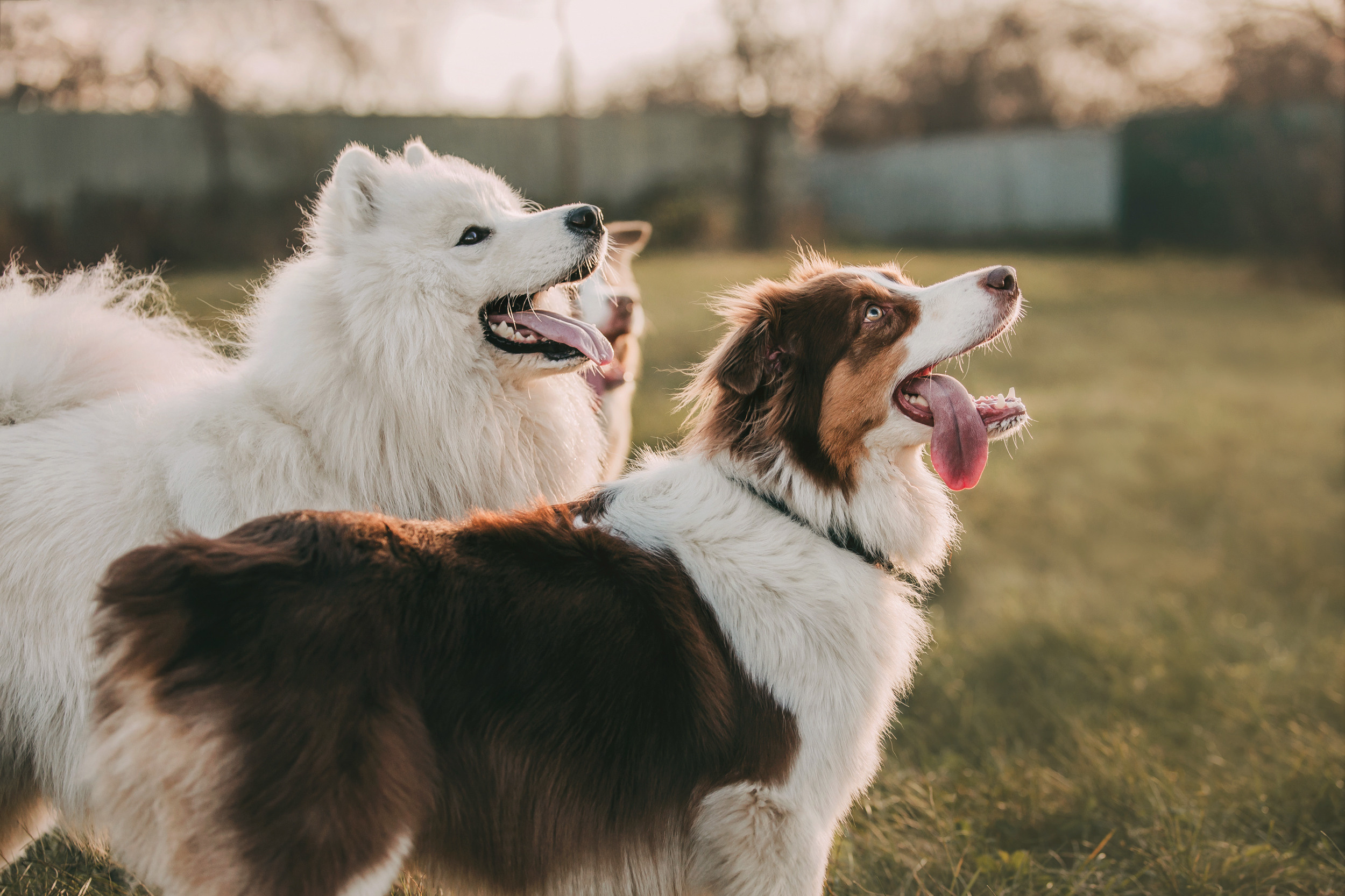 Аусси встреча. Фотограф-анималист Елена Радченко, Москва