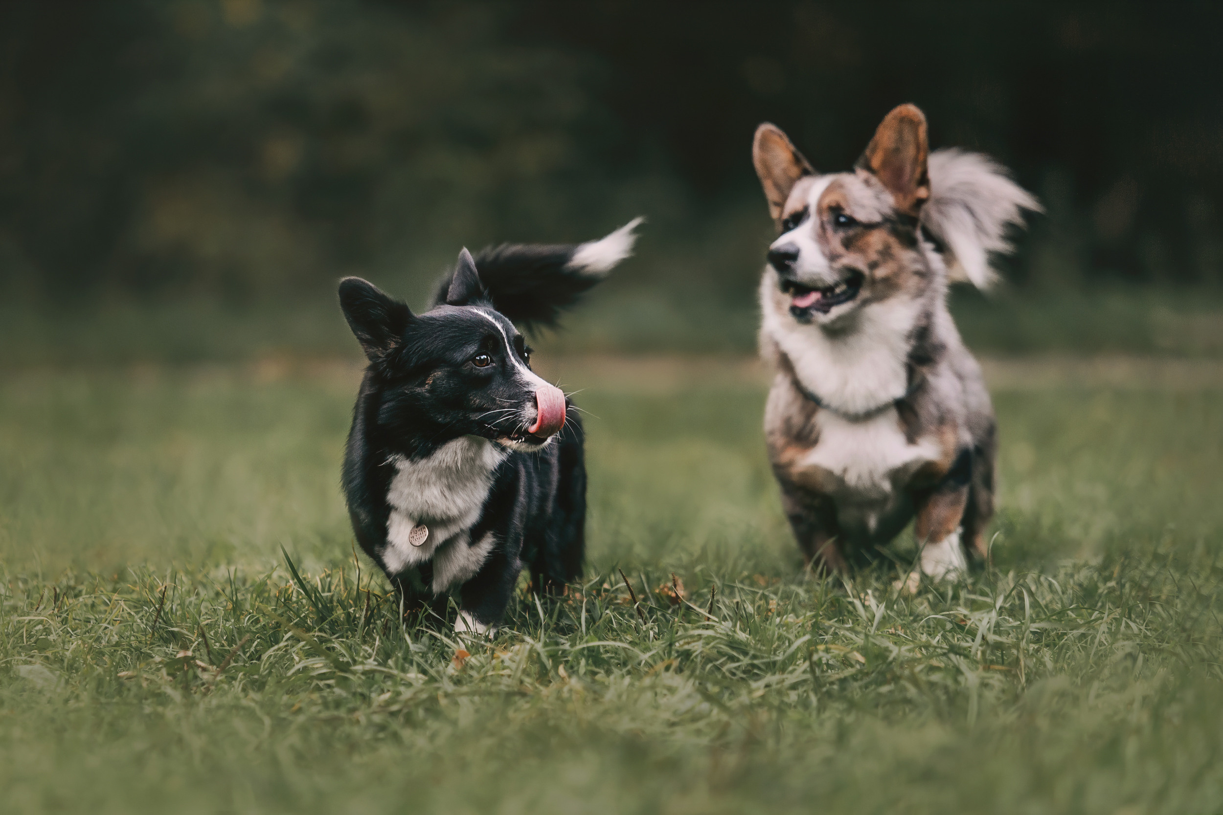 Корги встреча. Фотограф-анималист Елена Радченко, Москва