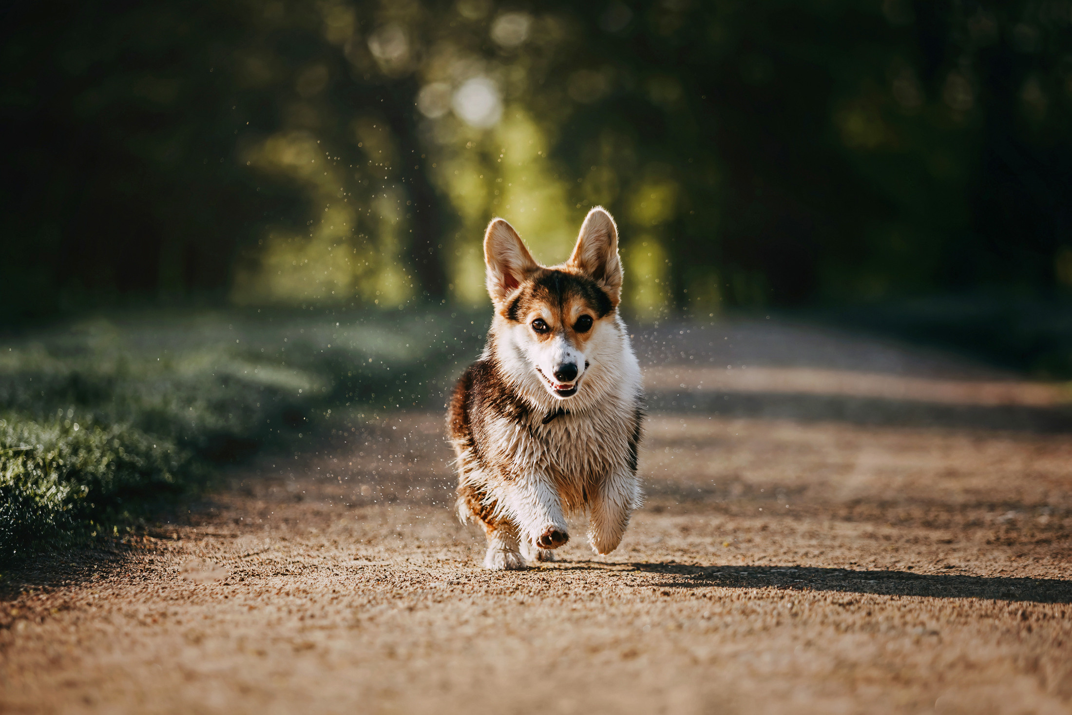 Габи. Фотограф-анималист Елена Радченко, Москва