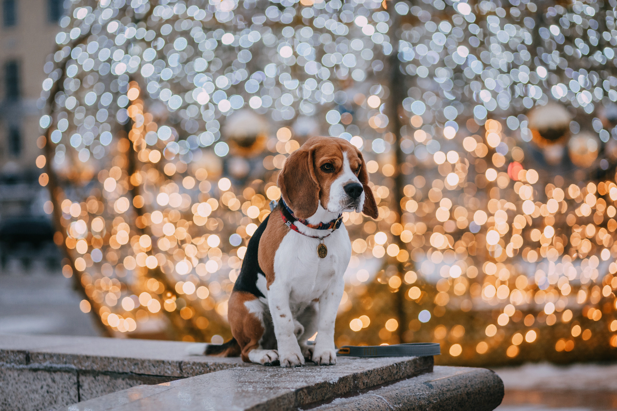 Марина и Дэй. Фотограф-анималист Елена Радченко, Москва