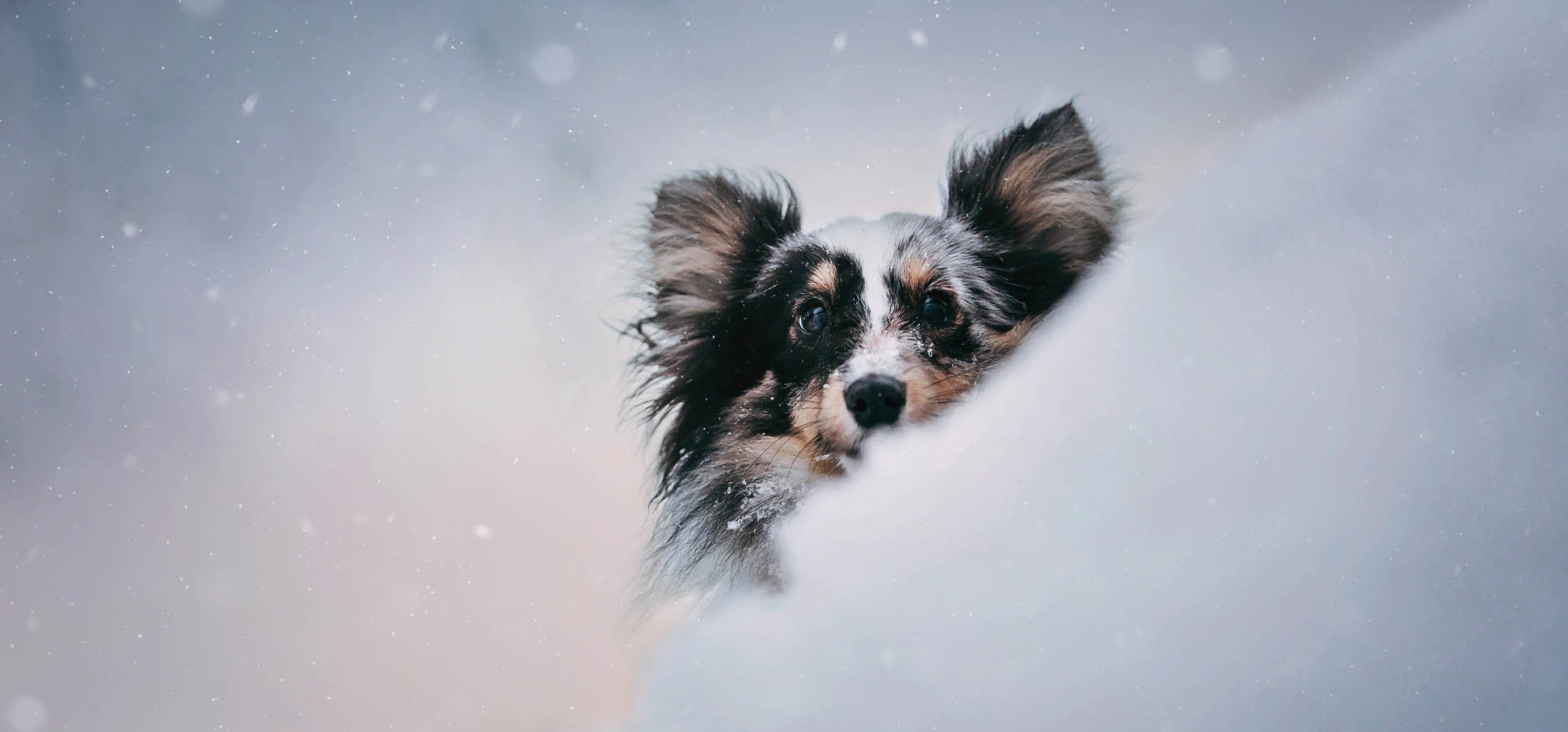 Фотограф-анималист Елена Радченко, Москва