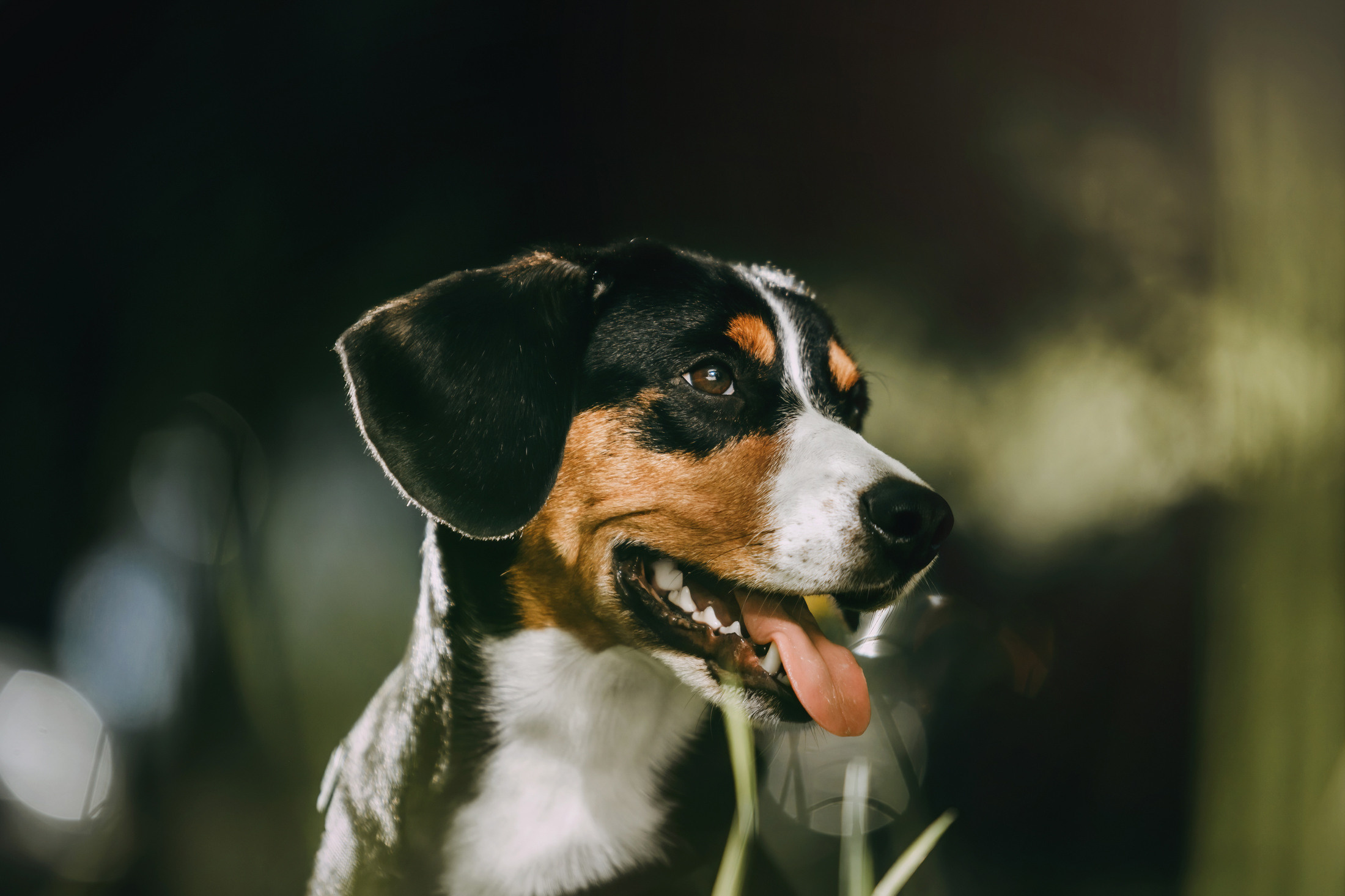 Аня и Вафля. Фотограф-анималист Елена Радченко, Москва