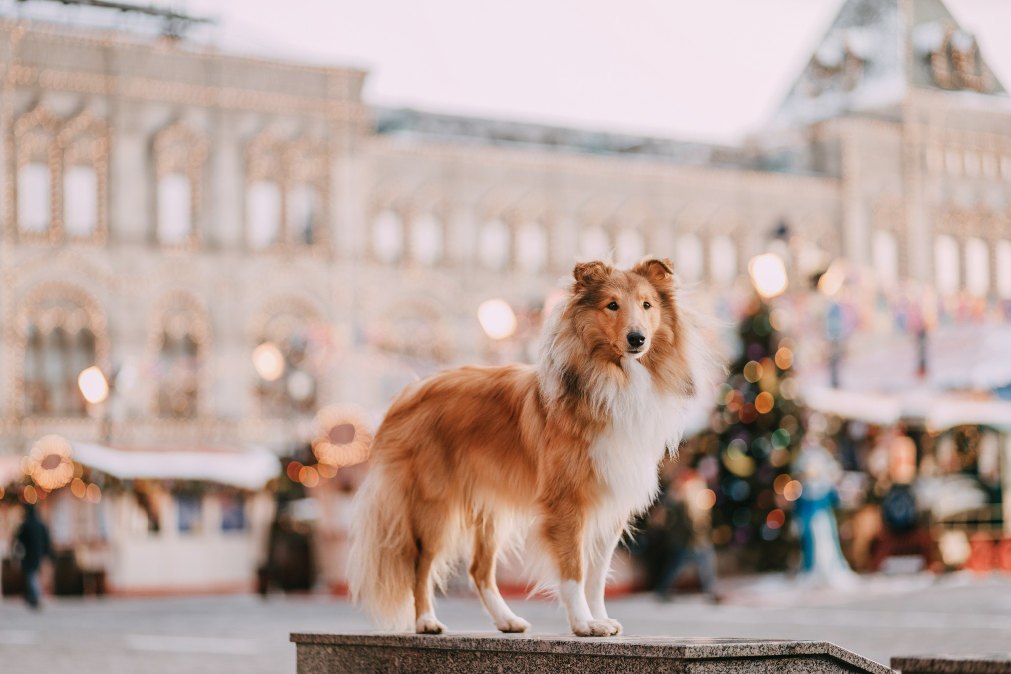 Ирэн и Тео. Фотограф-анималист Елена Радченко, Москва