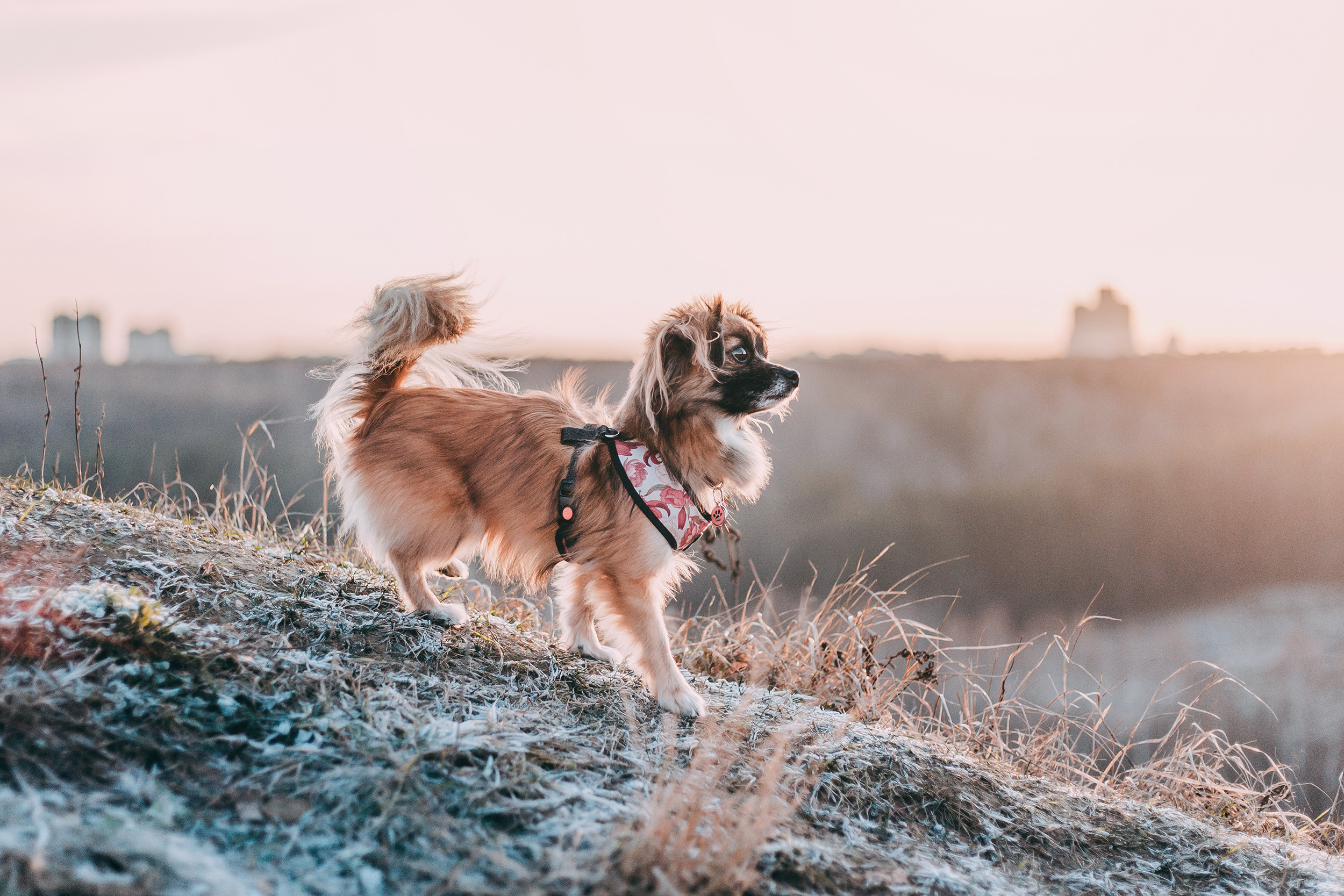 Фотограф-анималист Елена Радченко, Москва