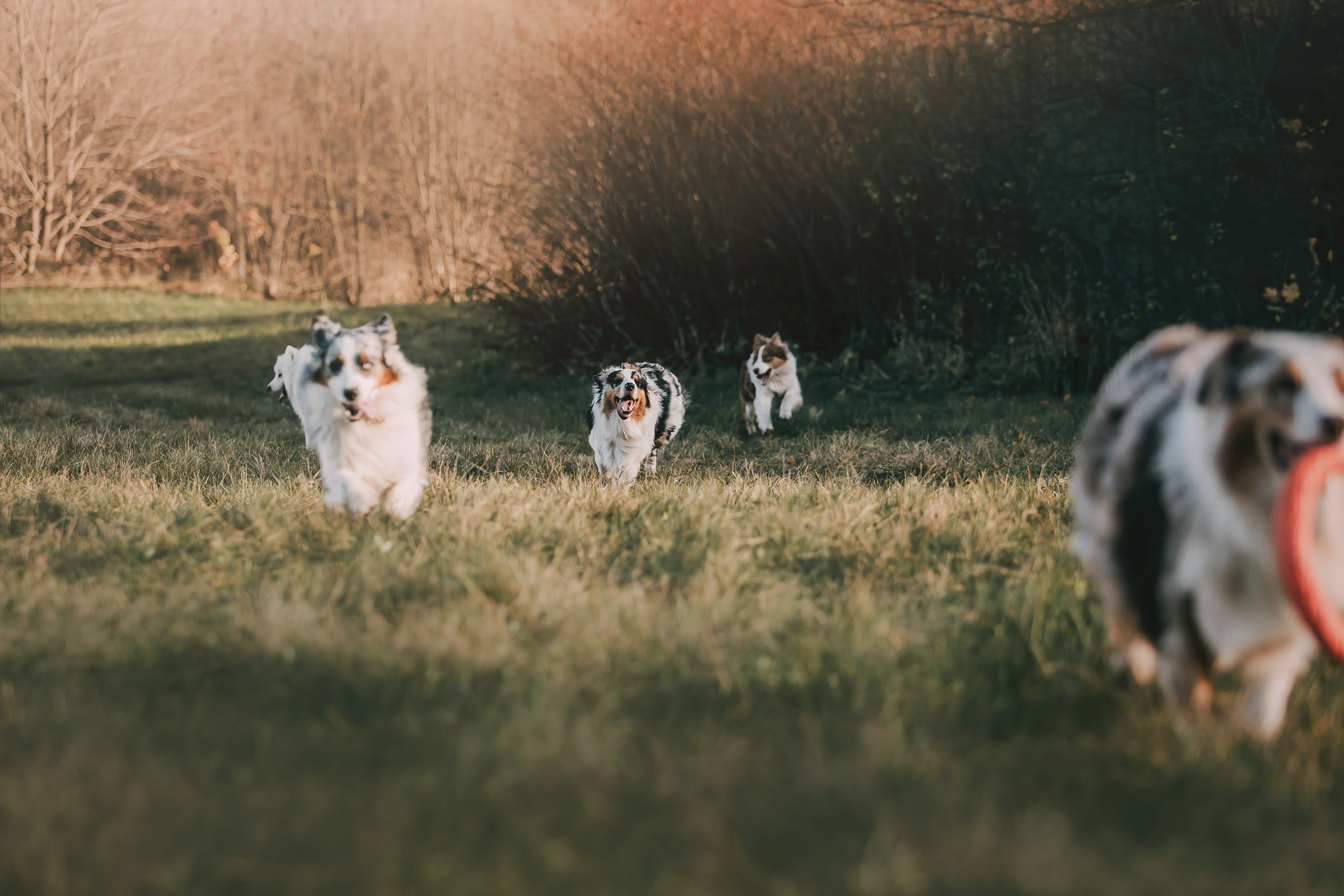 Аусси встреча. Фотограф-анималист Елена Радченко, Москва