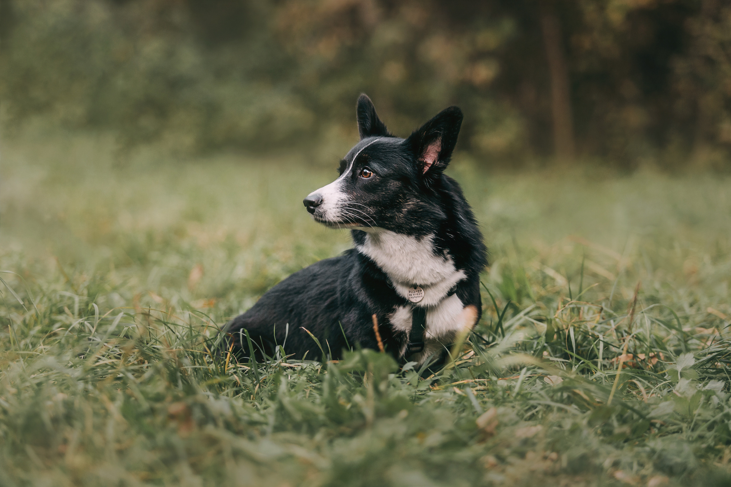 Корги встреча. Фотограф-анималист Елена Радченко, Москва