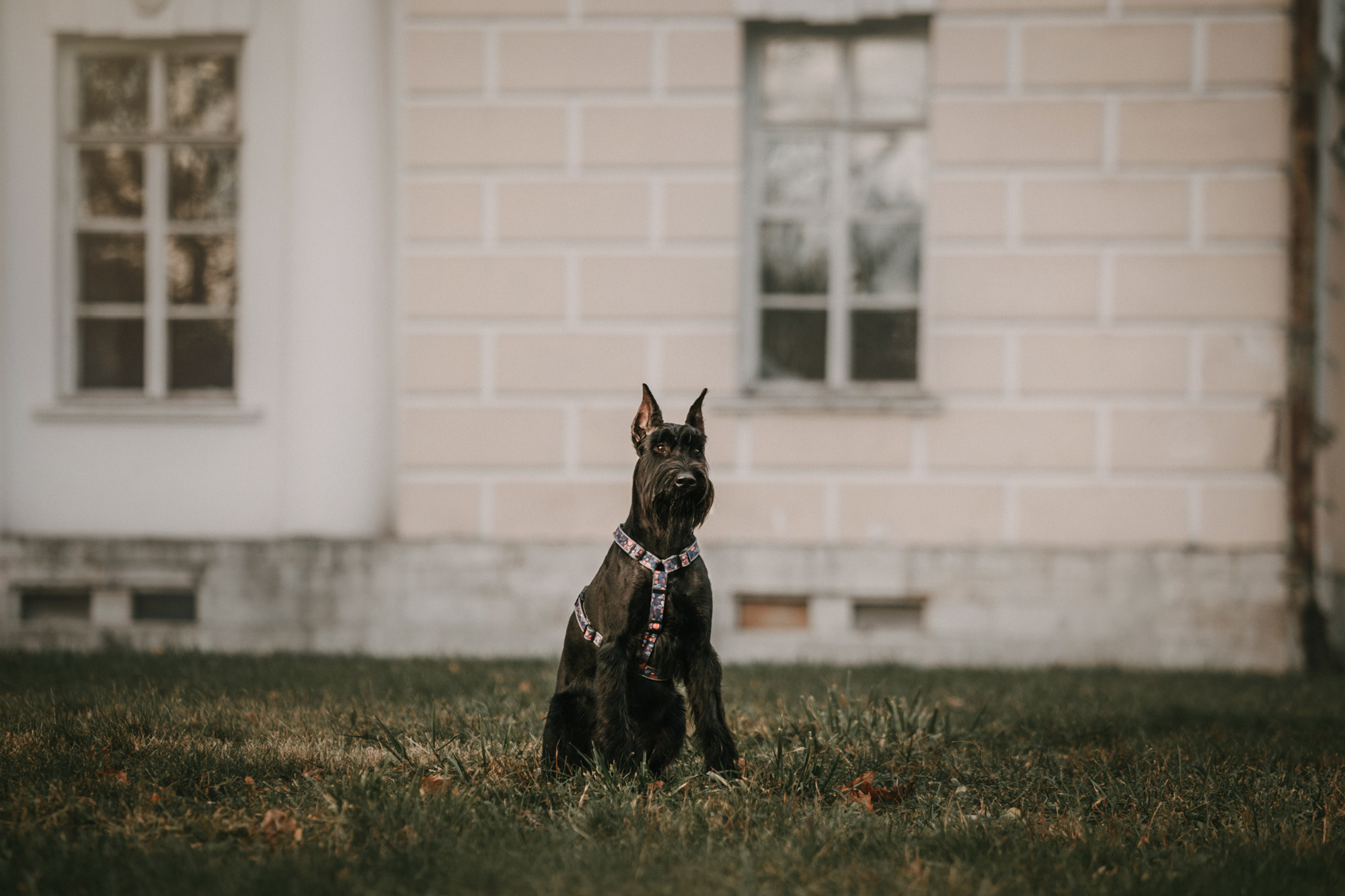 Асаль и Черри. Фотограф-анималист Елена Радченко, Москва