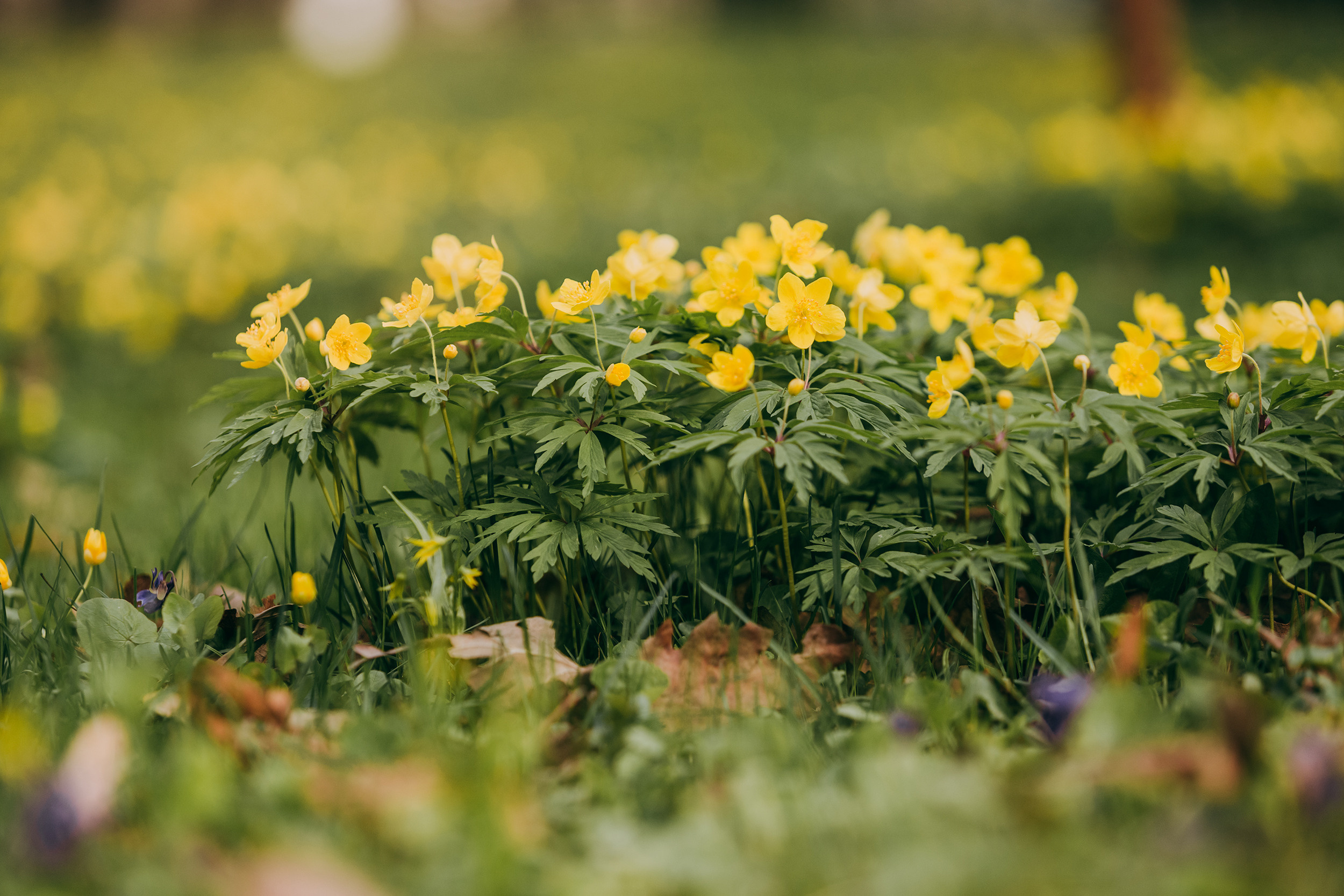 Найт. Фотограф-анималист Елена Радченко, Москва