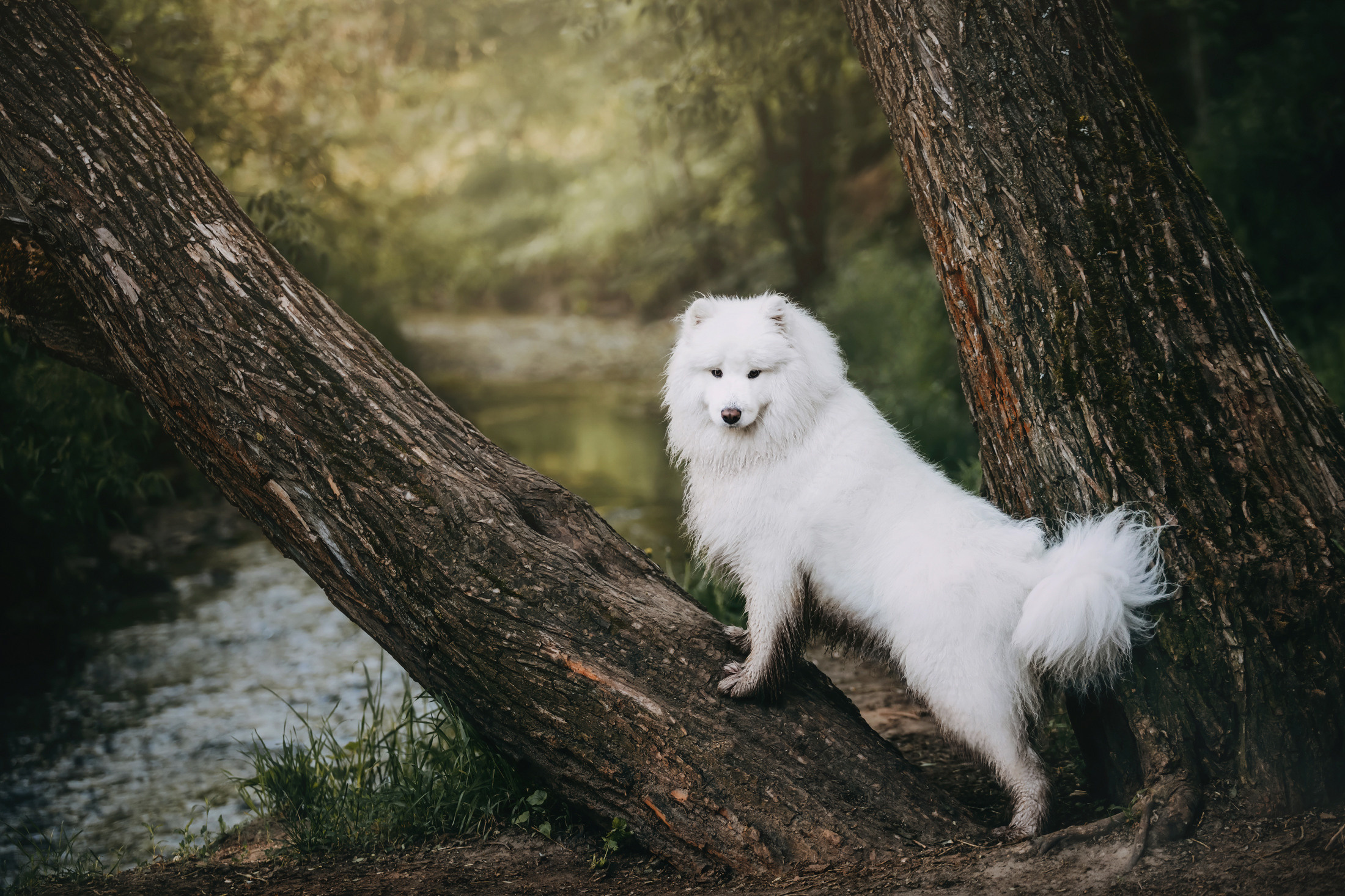 Эффи. Фотограф-анималист Елена Радченко, Москва