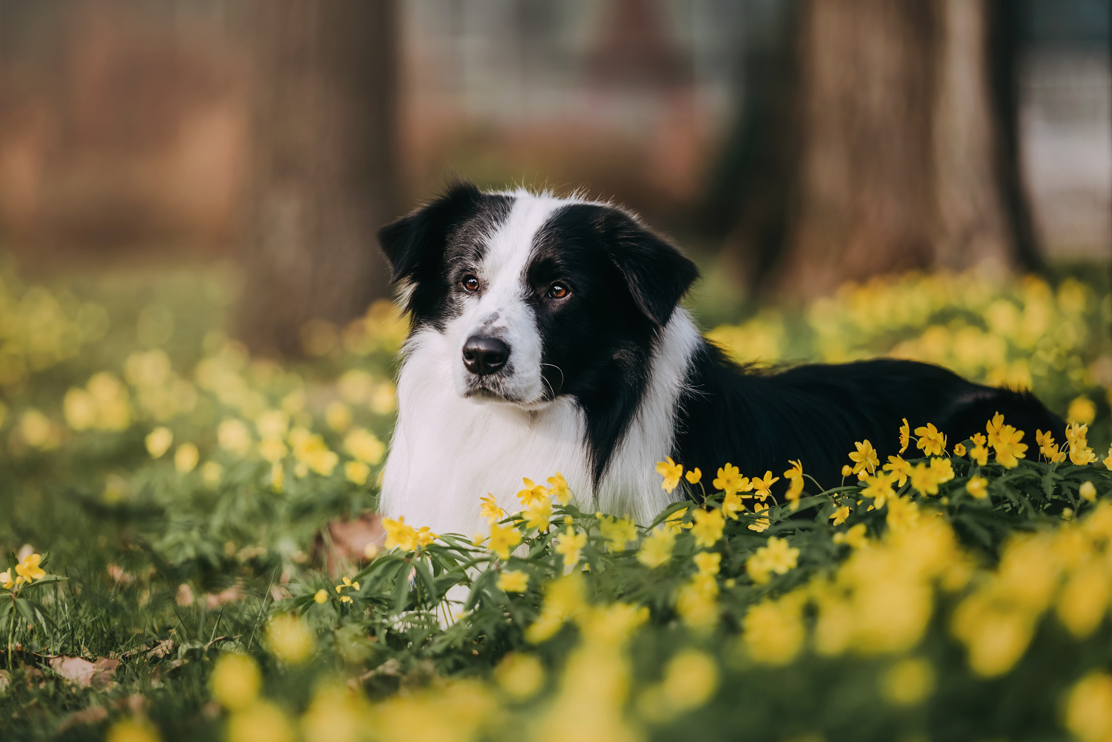 Найт. Фотограф-анималист Елена Радченко, Москва