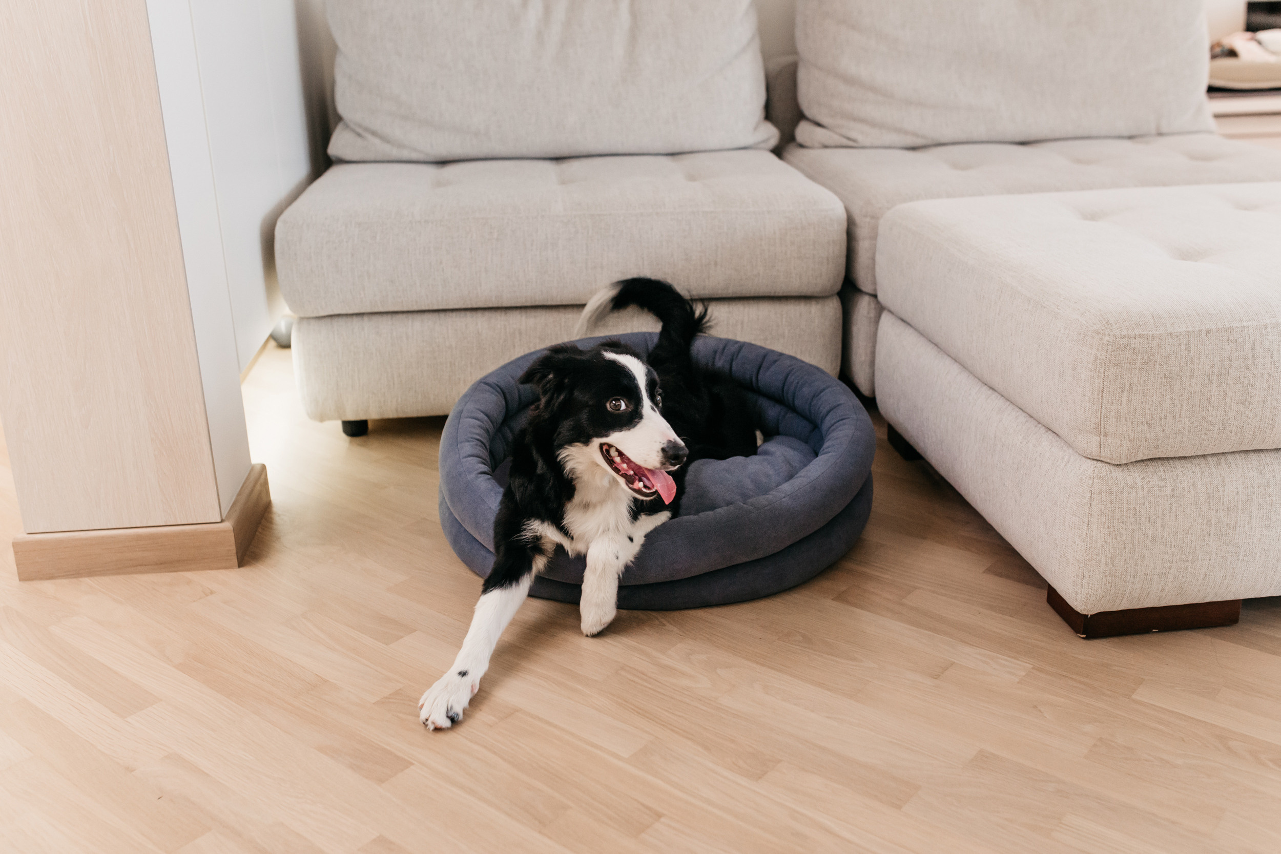 Магазин Bumbaboo. Фотограф-анималист Елена Радченко, Москва