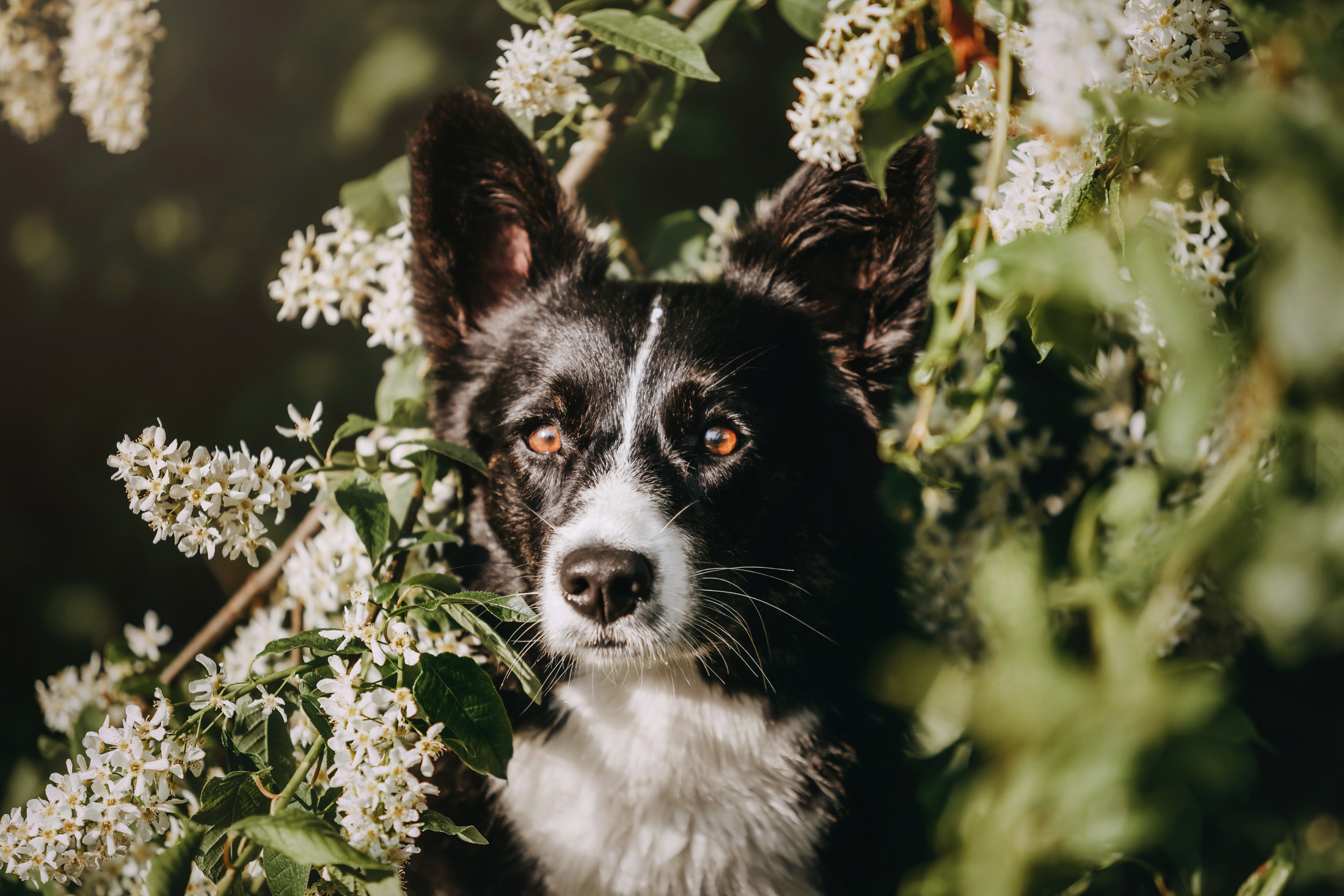 Андрей, Надя и Тара. Фотограф-анималист Елена Радченко, Москва