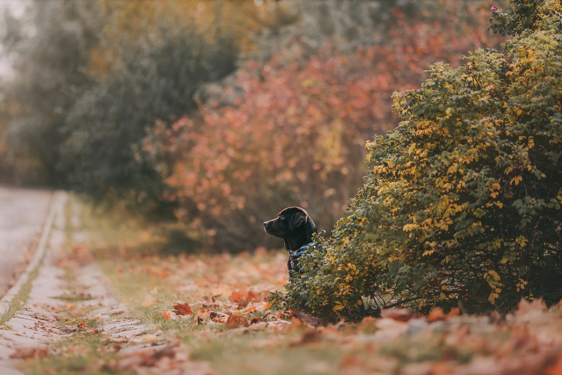 Фотограф-анималист Елена Радченко, Москва