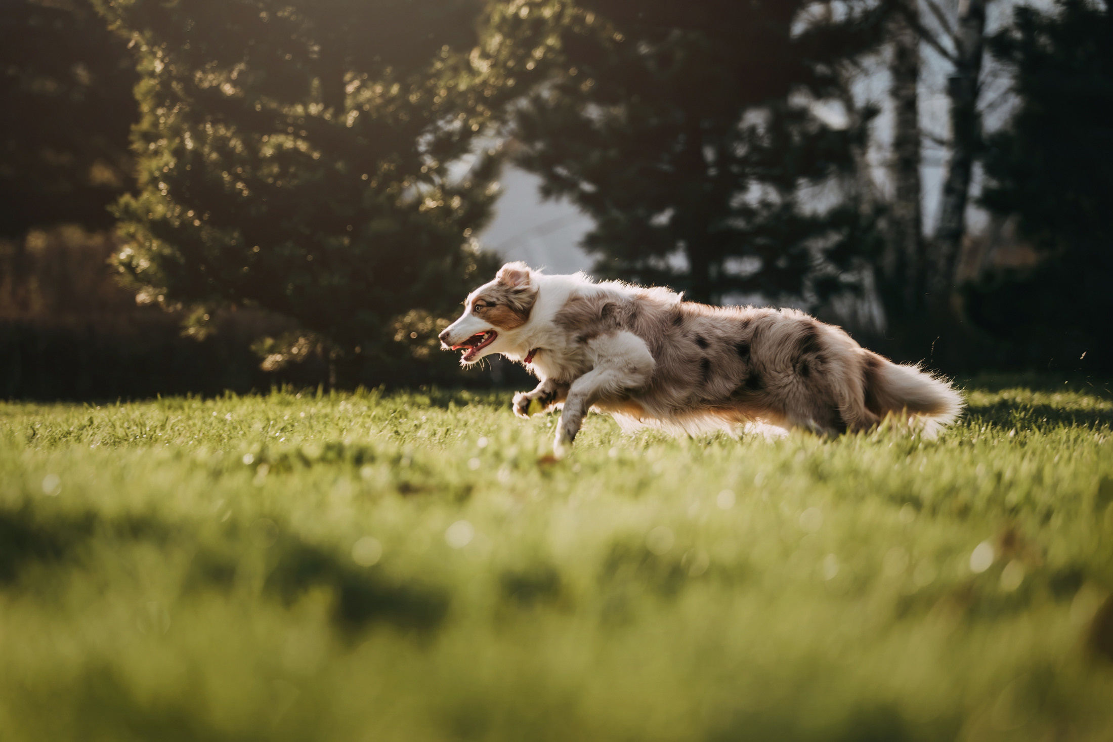 Джинни. Фотограф-анималист Елена Радченко, Москва