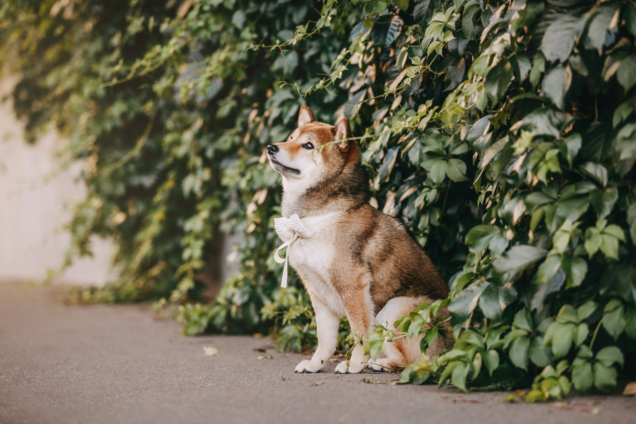 Наталья и Шанти. Фотограф-анималист Елена Радченко, Москва