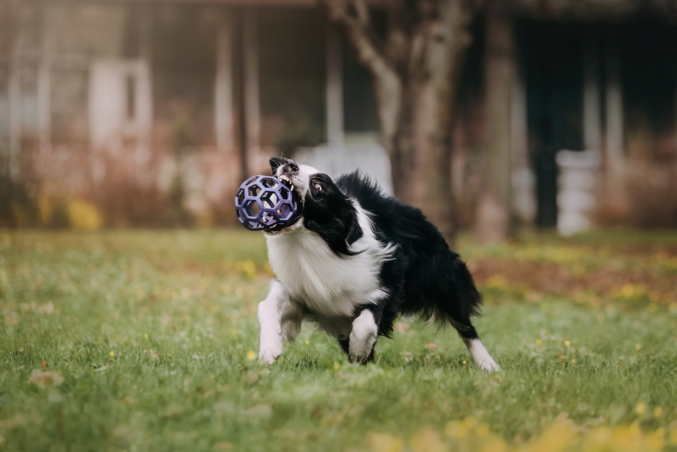 Найт. Фотограф-анималист Елена Радченко, Москва