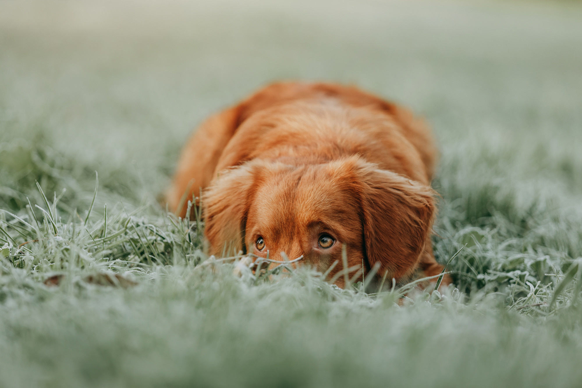 Фотограф-анималист Елена Радченко, Москва