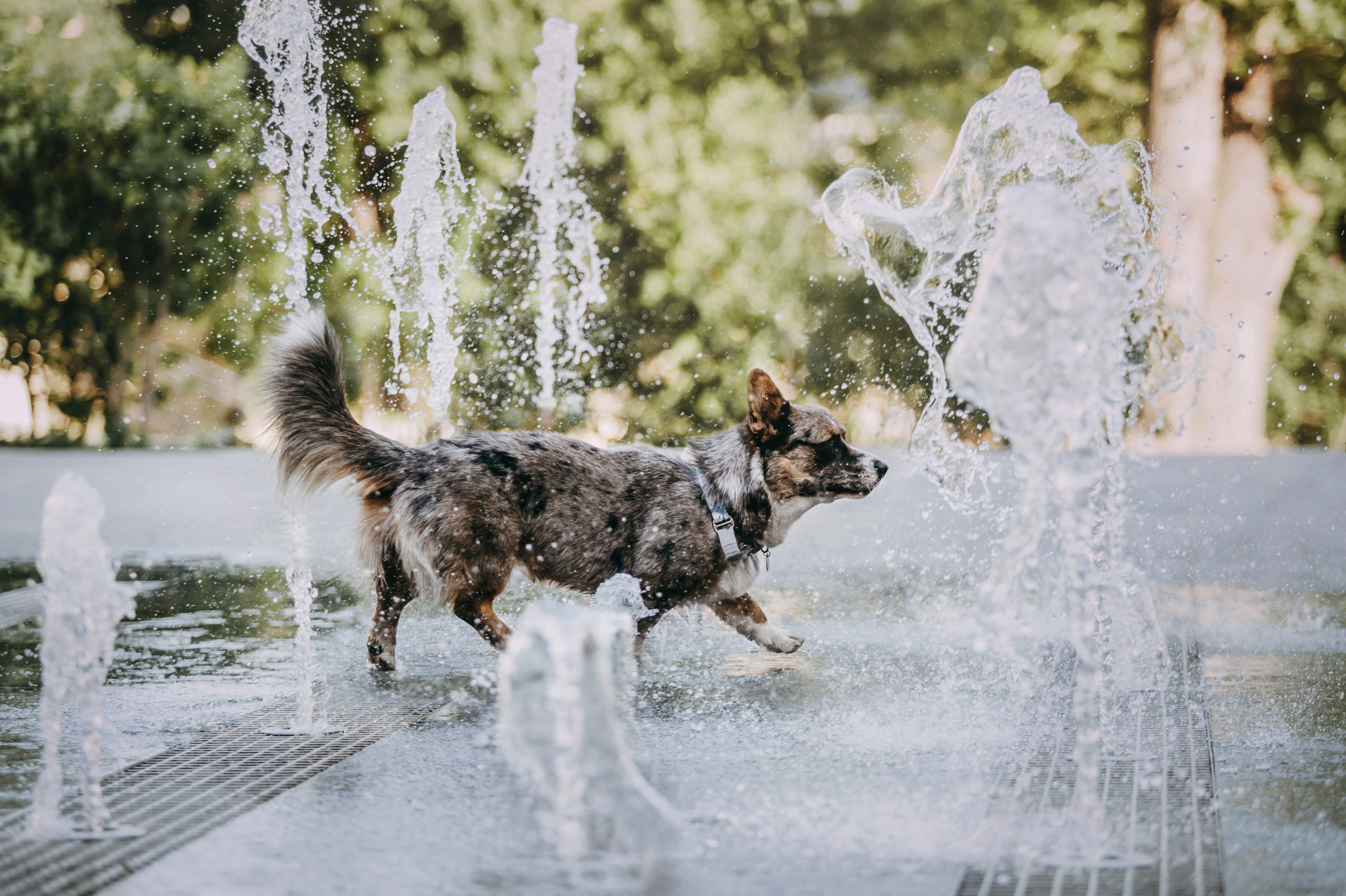 Оля и Кубик. Фотограф-анималист Елена Радченко, Москва