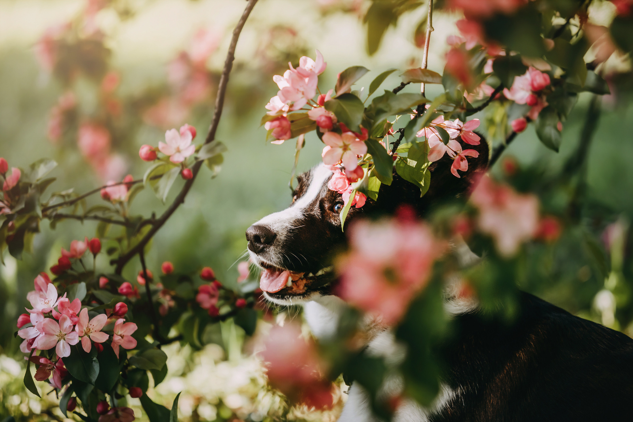 Винсент. Фотограф-анималист Елена Радченко, Москва