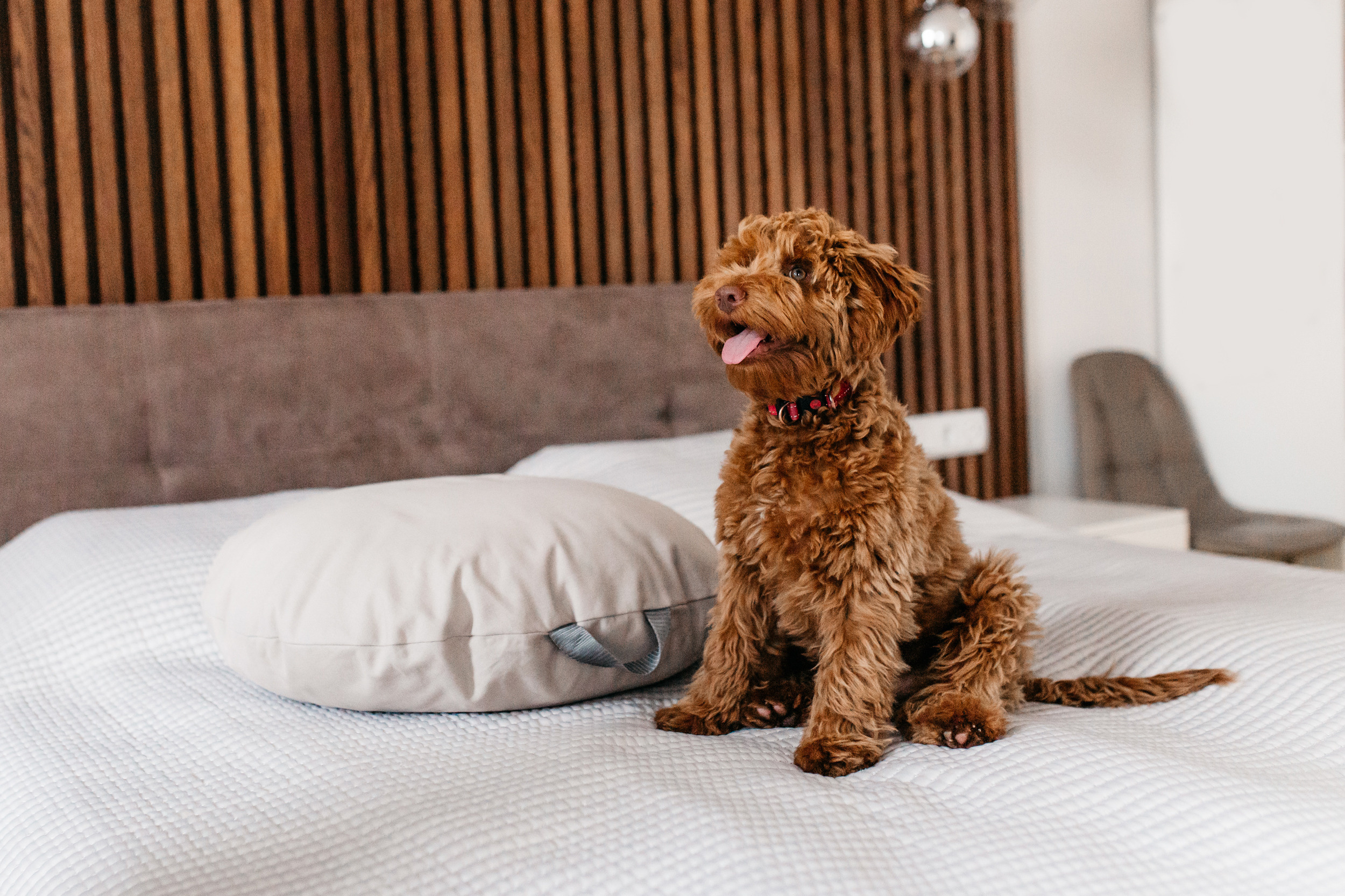 Магазин Bumbaboo. Фотограф-анималист Елена Радченко, Москва