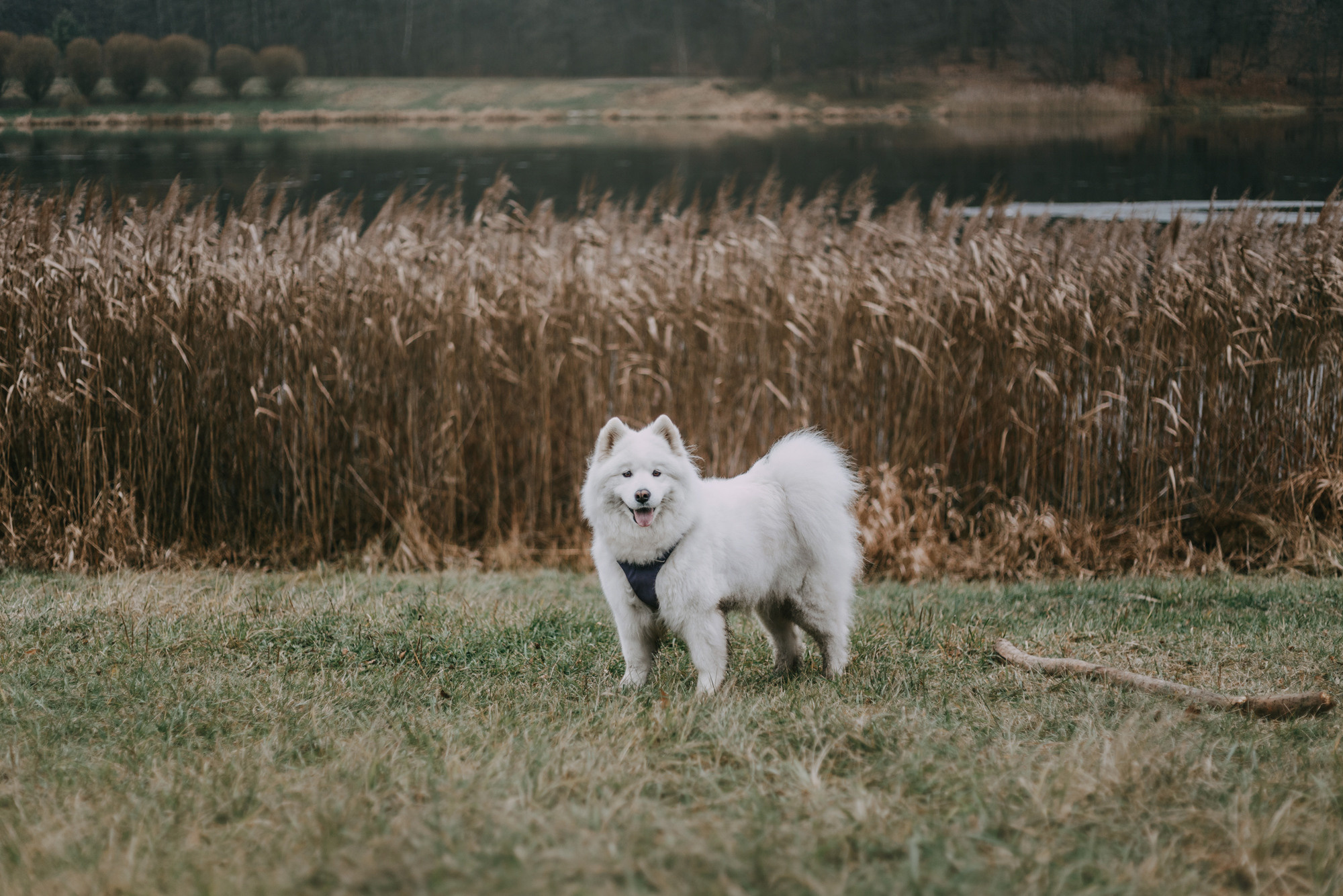 Маша и Уна. Фотограф-анималист Елена Радченко, Москва