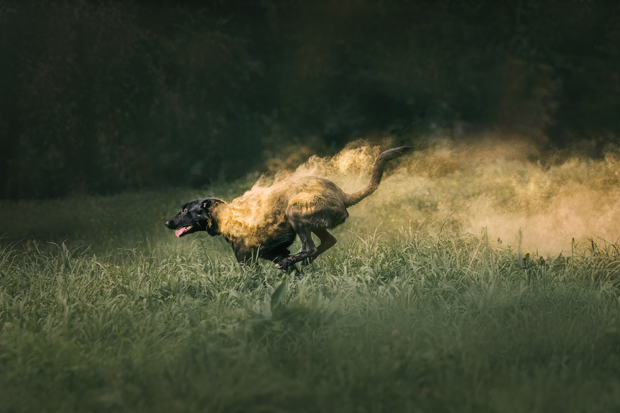 Чили. Фотограф-анималист Елена Радченко, Москва