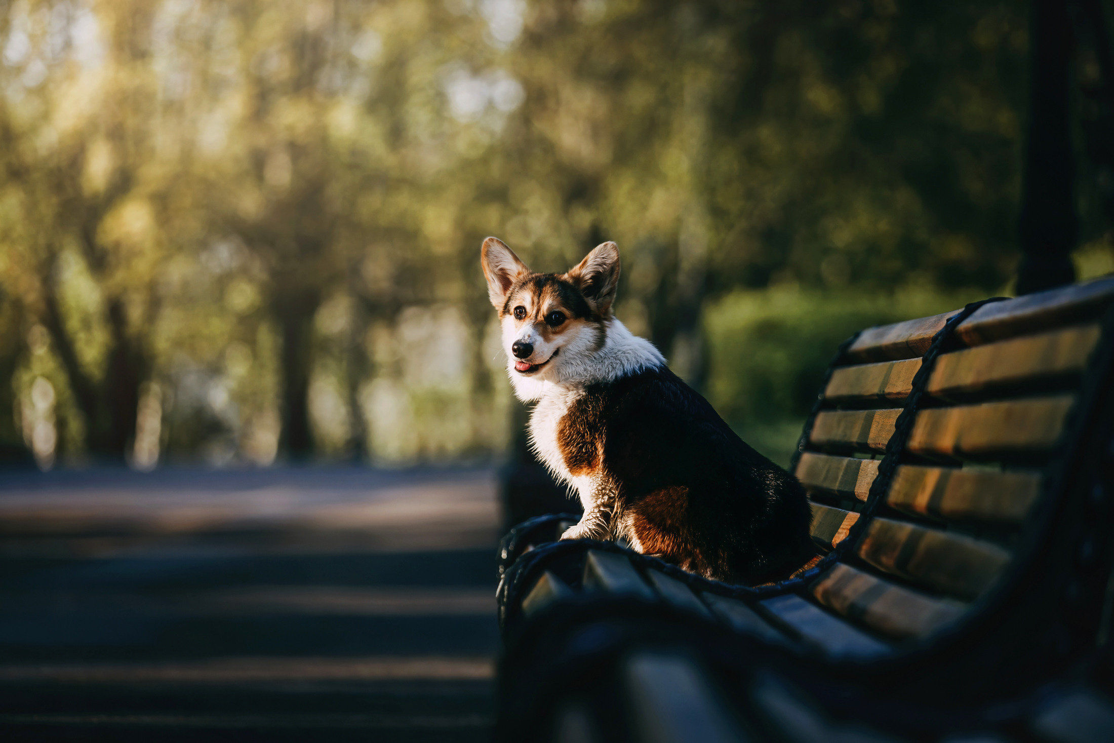 Габи. Фотограф-анималист Елена Радченко, Москва