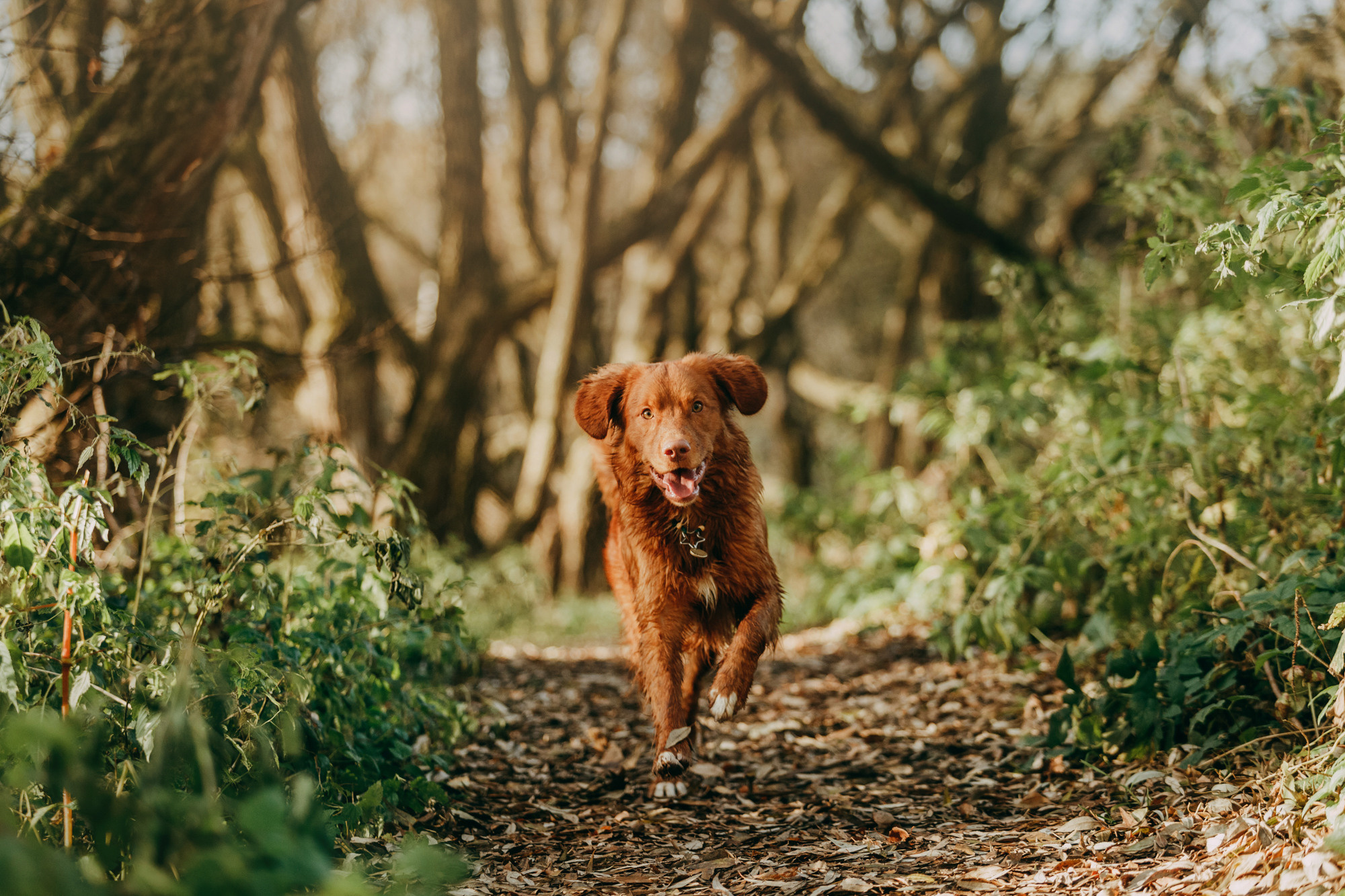 Бублик. Фотограф-анималист Елена Радченко, Москва
