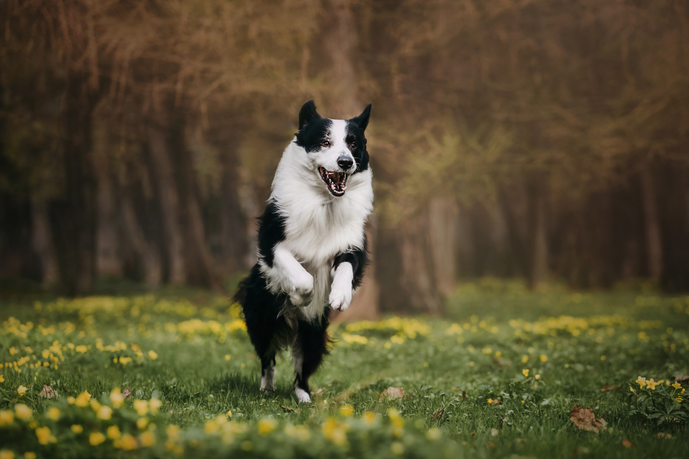 Найт. Фотограф-анималист Елена Радченко, Москва