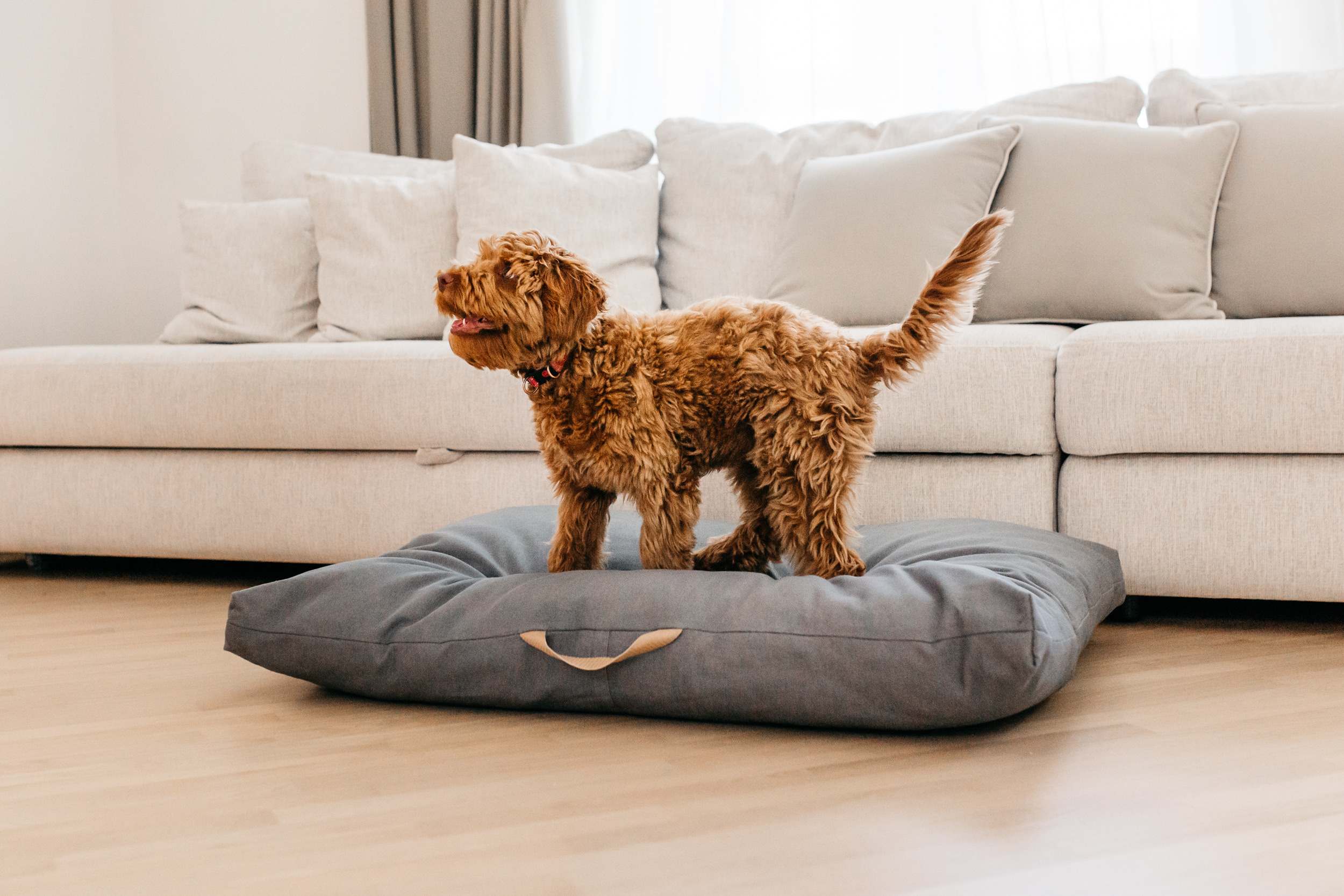 Магазин Bumbaboo. Фотограф-анималист Елена Радченко, Москва