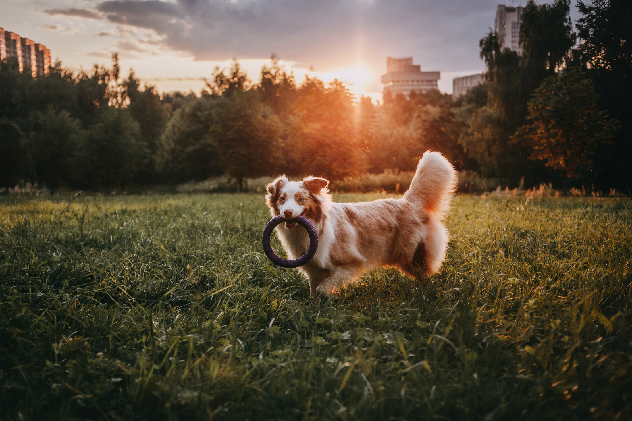 Наташа и Элфи. Фотограф-анималист Елена Радченко, Москва