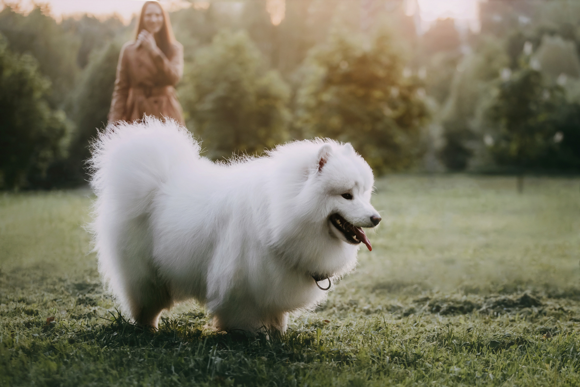 Эффи. Фотограф-анималист Елена Радченко, Москва
