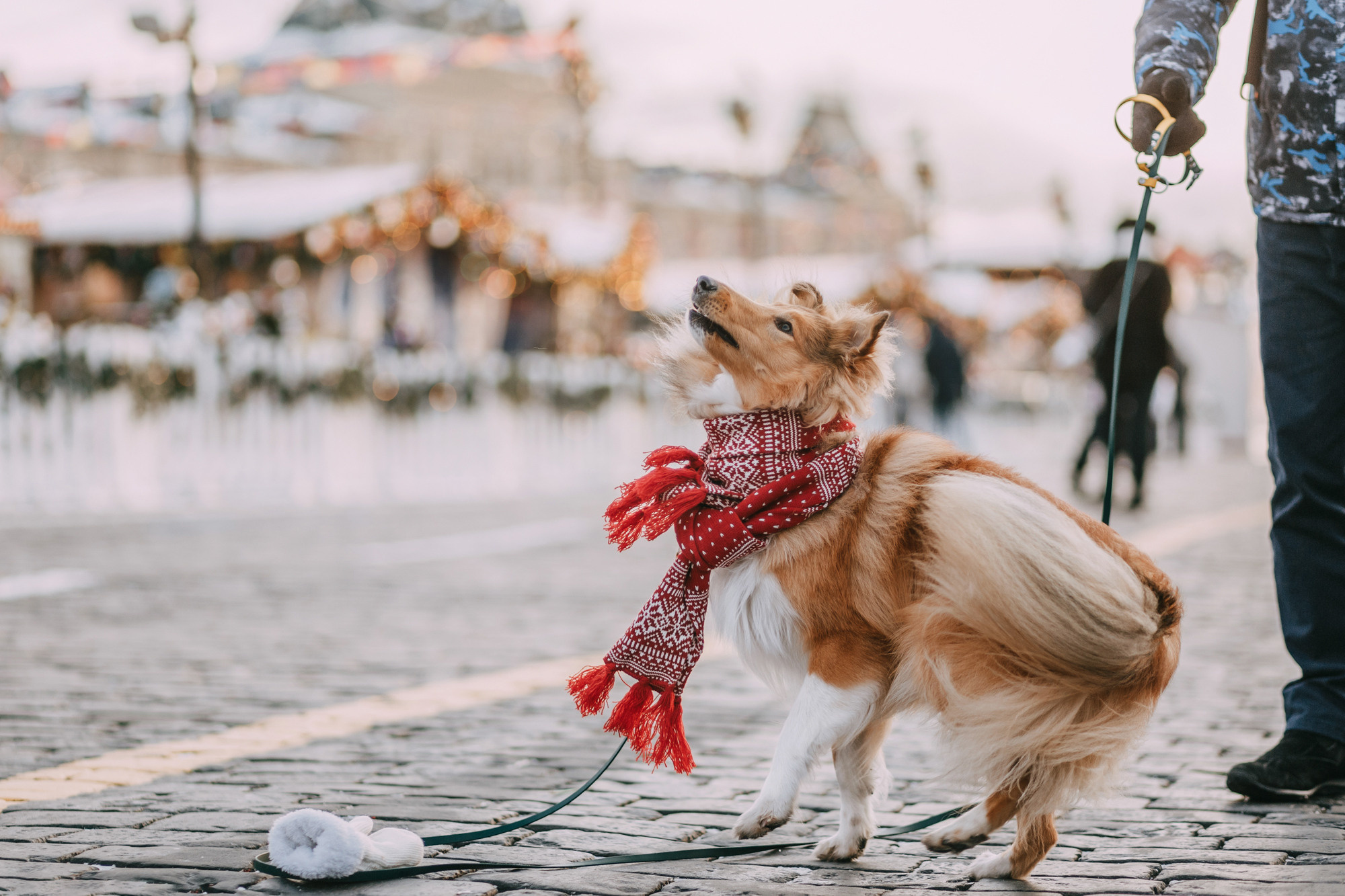 Ирэн и Тео. Фотограф-анималист Елена Радченко, Москва