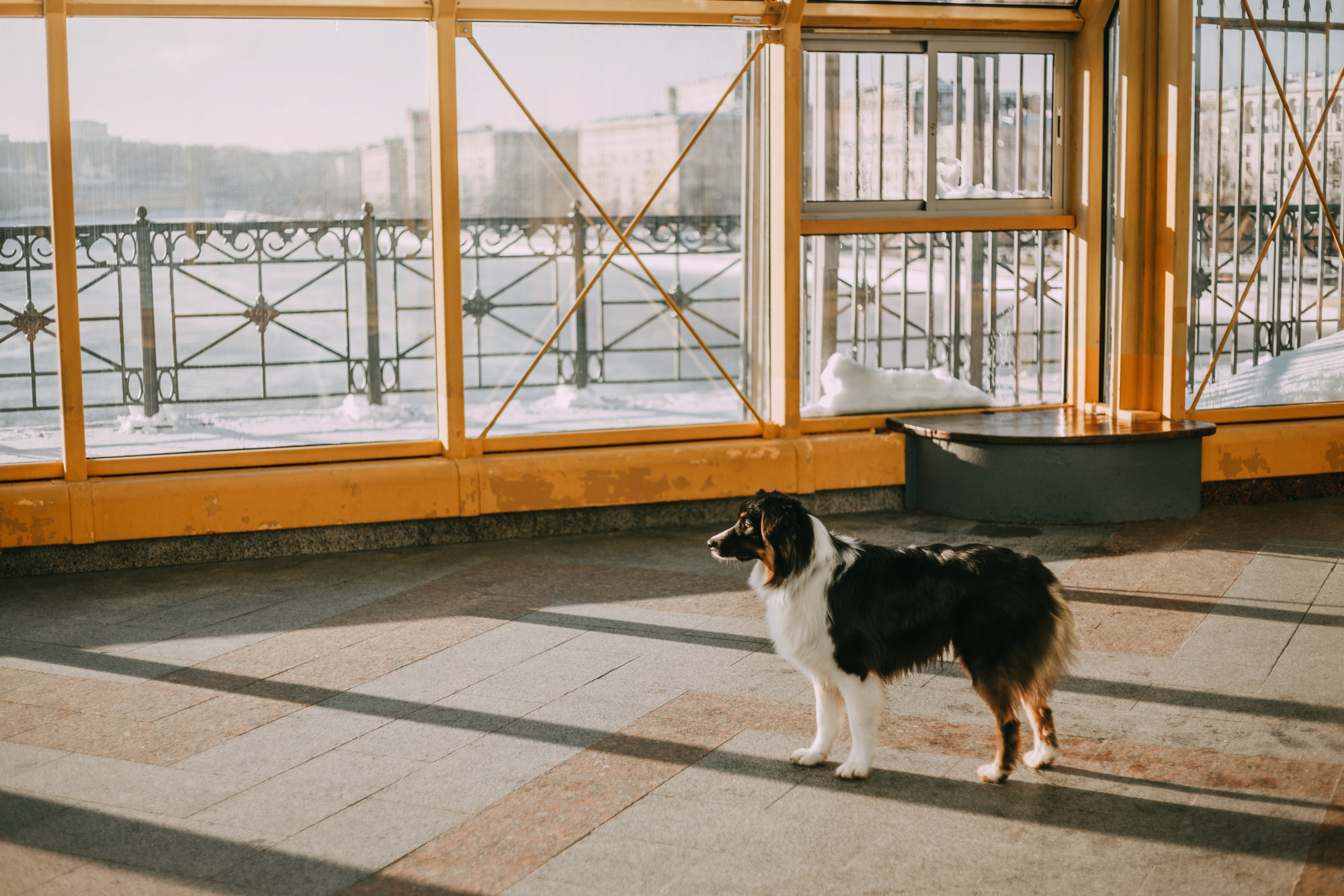 Анна и Чарли. Фотограф-анималист Елена Радченко, Москва