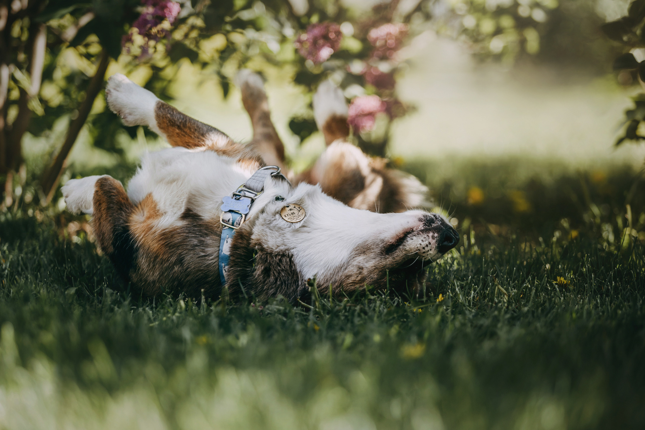 Оля и Кубик. Фотограф-анималист Елена Радченко, Москва