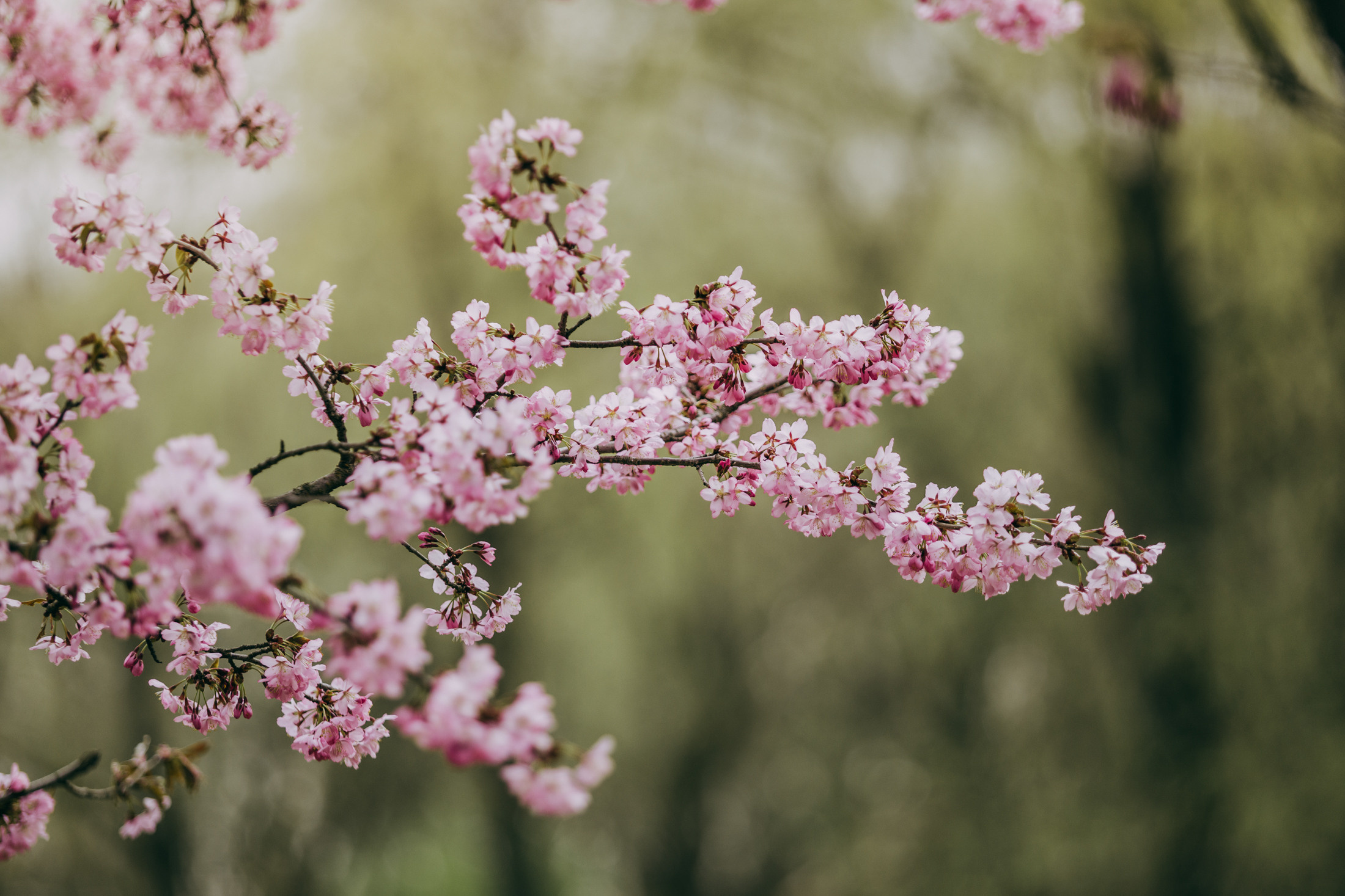 Цири. Фотограф-анималист Елена Радченко, Москва