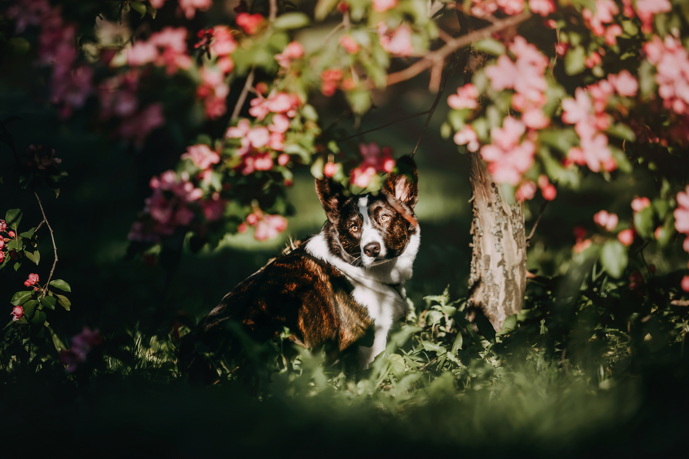 Винсент. Фотограф-анималист Елена Радченко, Москва