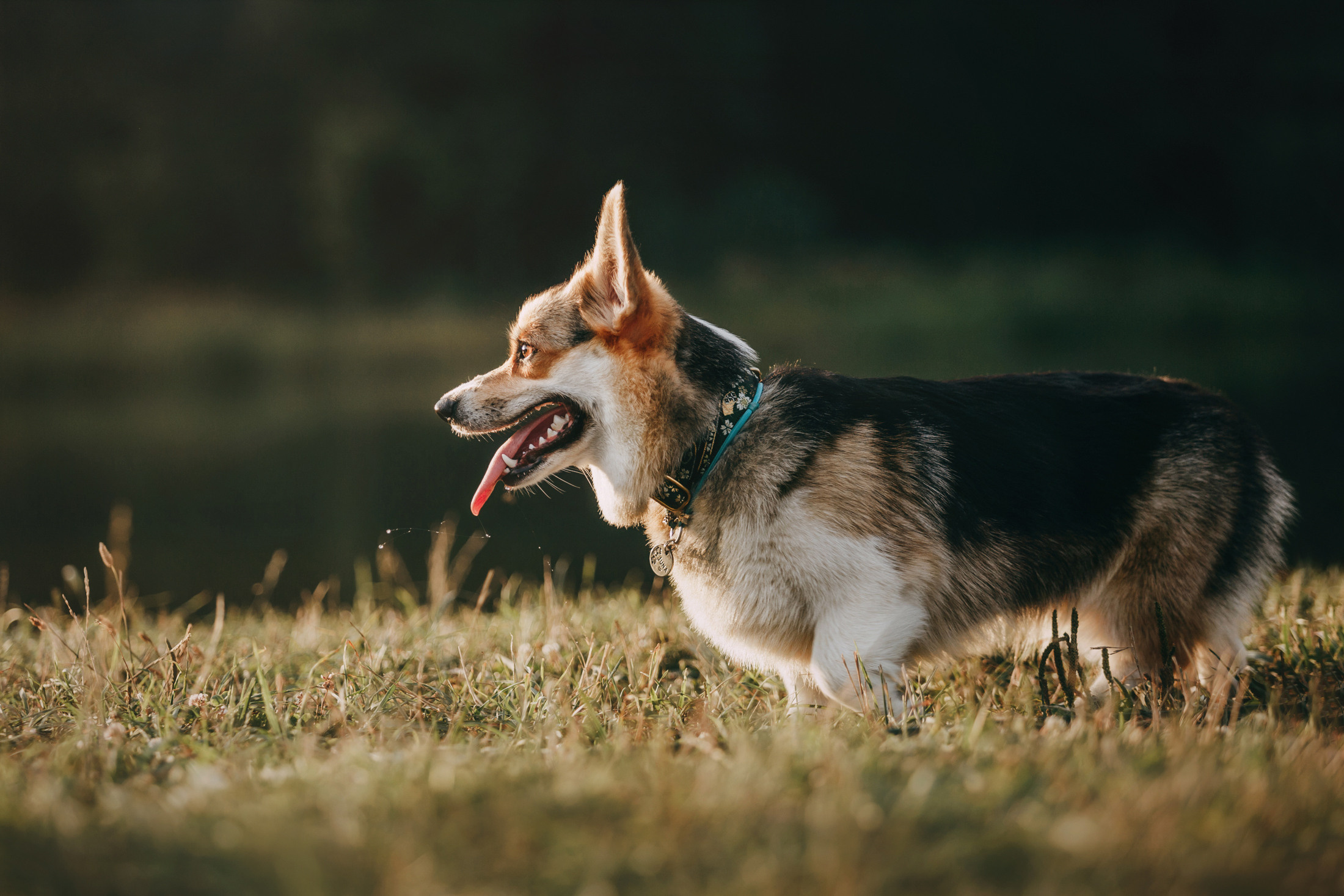 Вилена и Джуна. Фотограф-анималист Елена Радченко, Москва