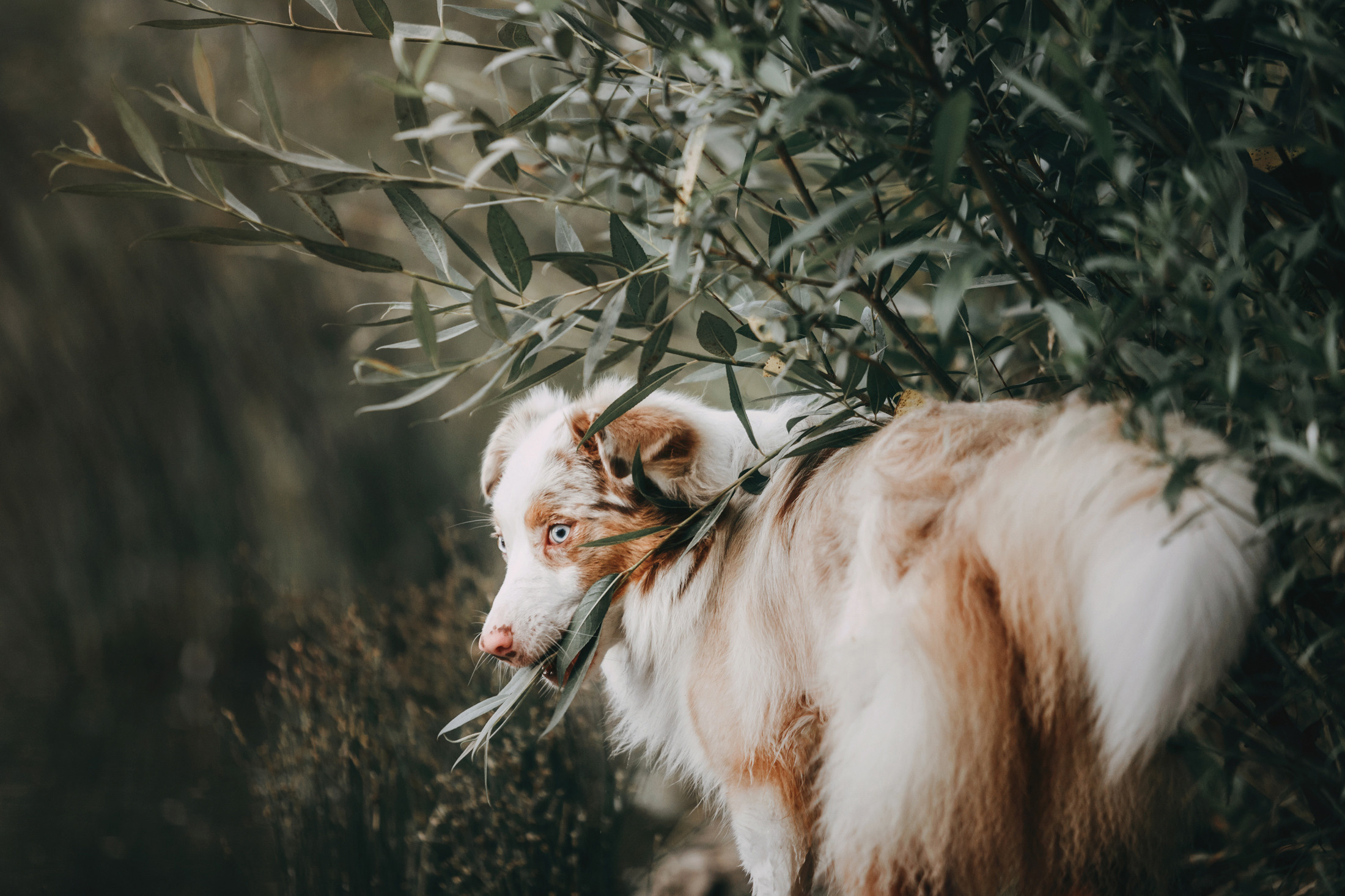 Наташа и Элфи. Фотограф-анималист Елена Радченко, Москва