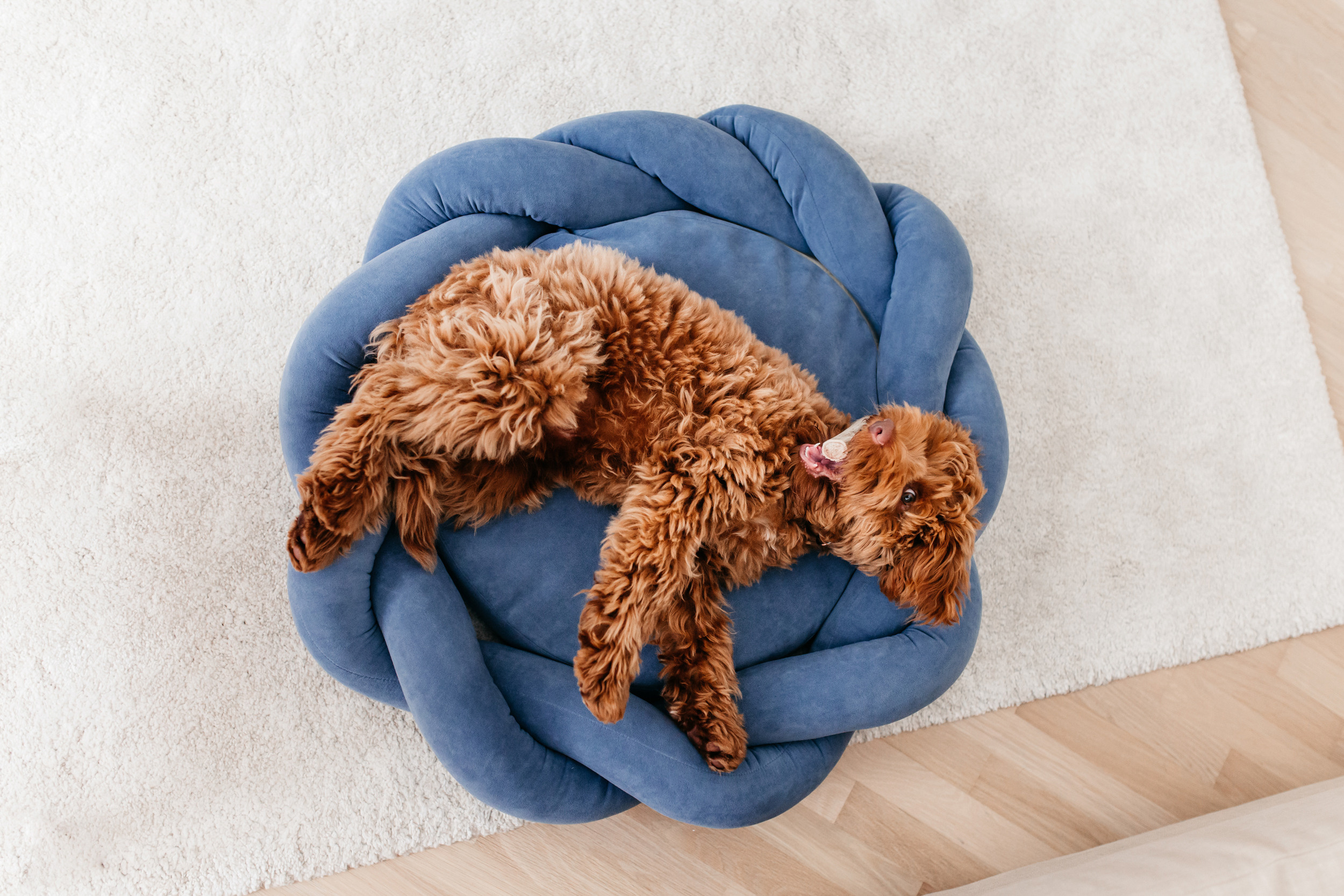 Магазин Bumbaboo. Фотограф-анималист Елена Радченко, Москва