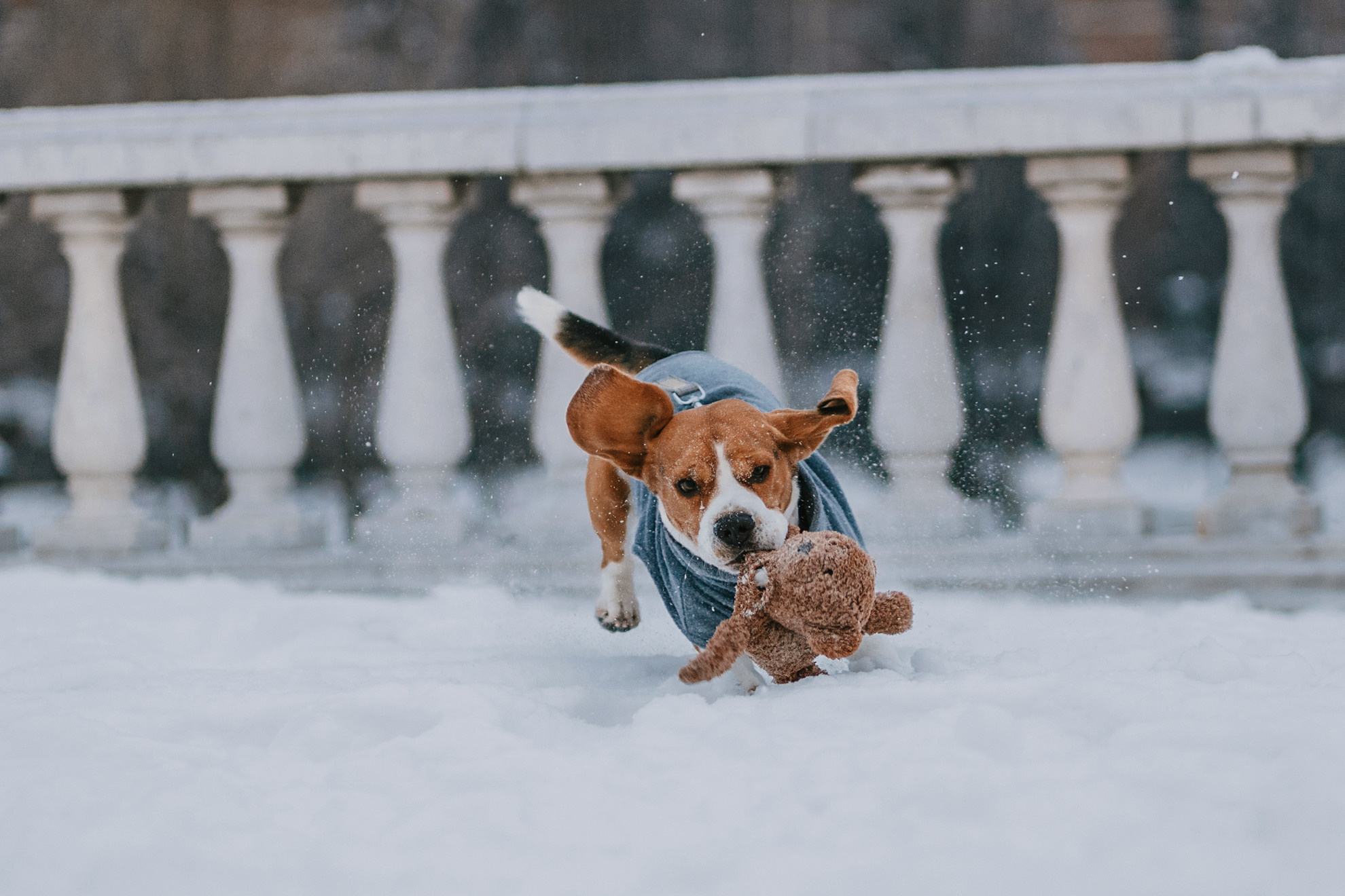 Марина и Дэй. Фотограф-анималист Елена Радченко, Москва