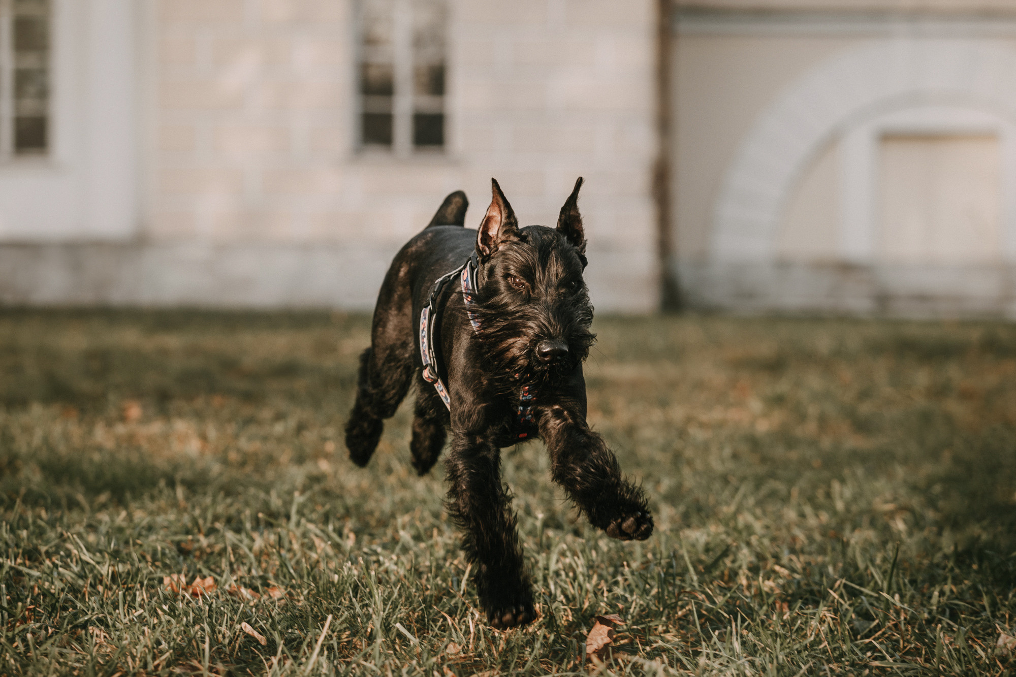 Асаль и Черри. Фотограф-анималист Елена Радченко, Москва