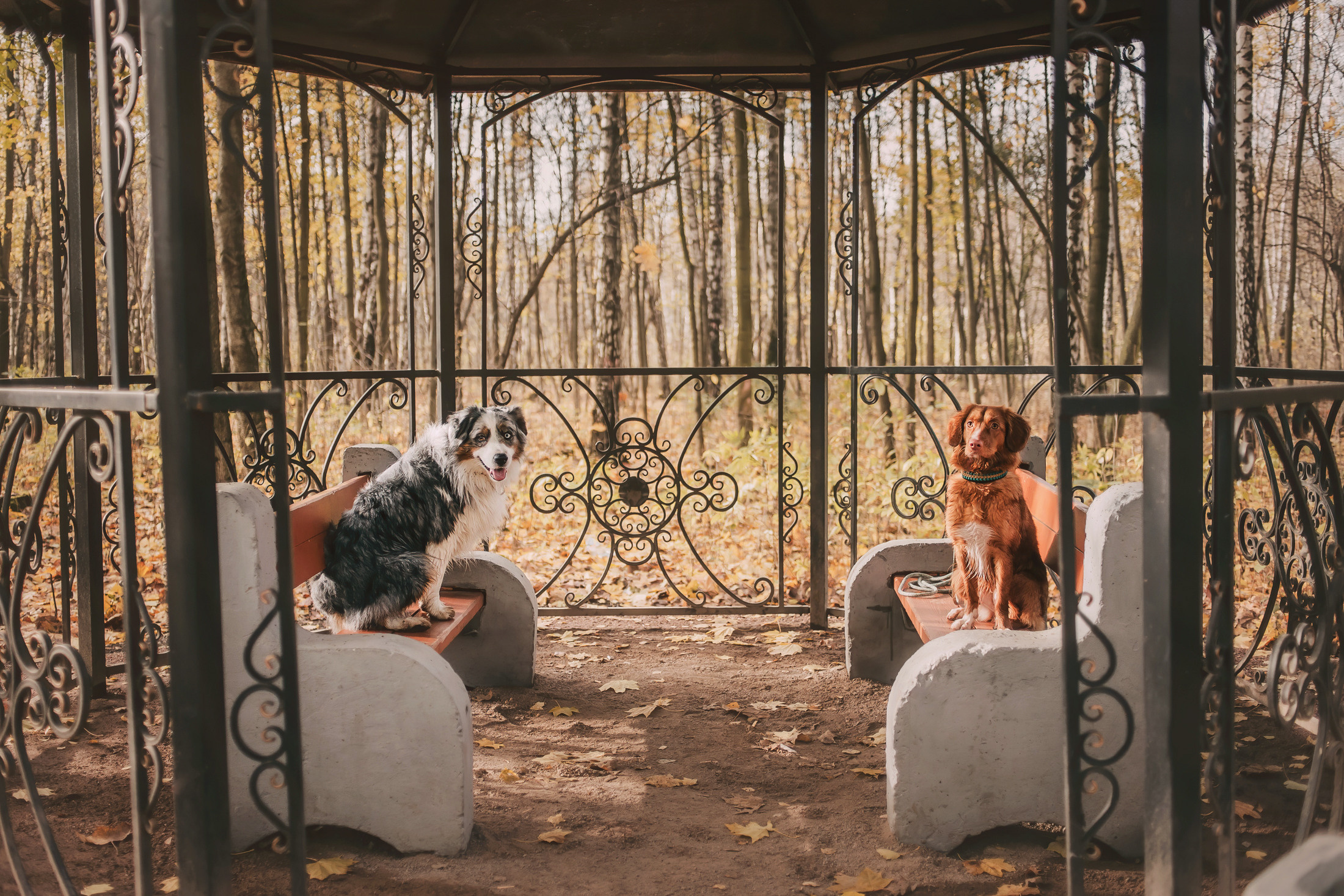 Шерли. Фотограф-анималист Елена Радченко, Москва