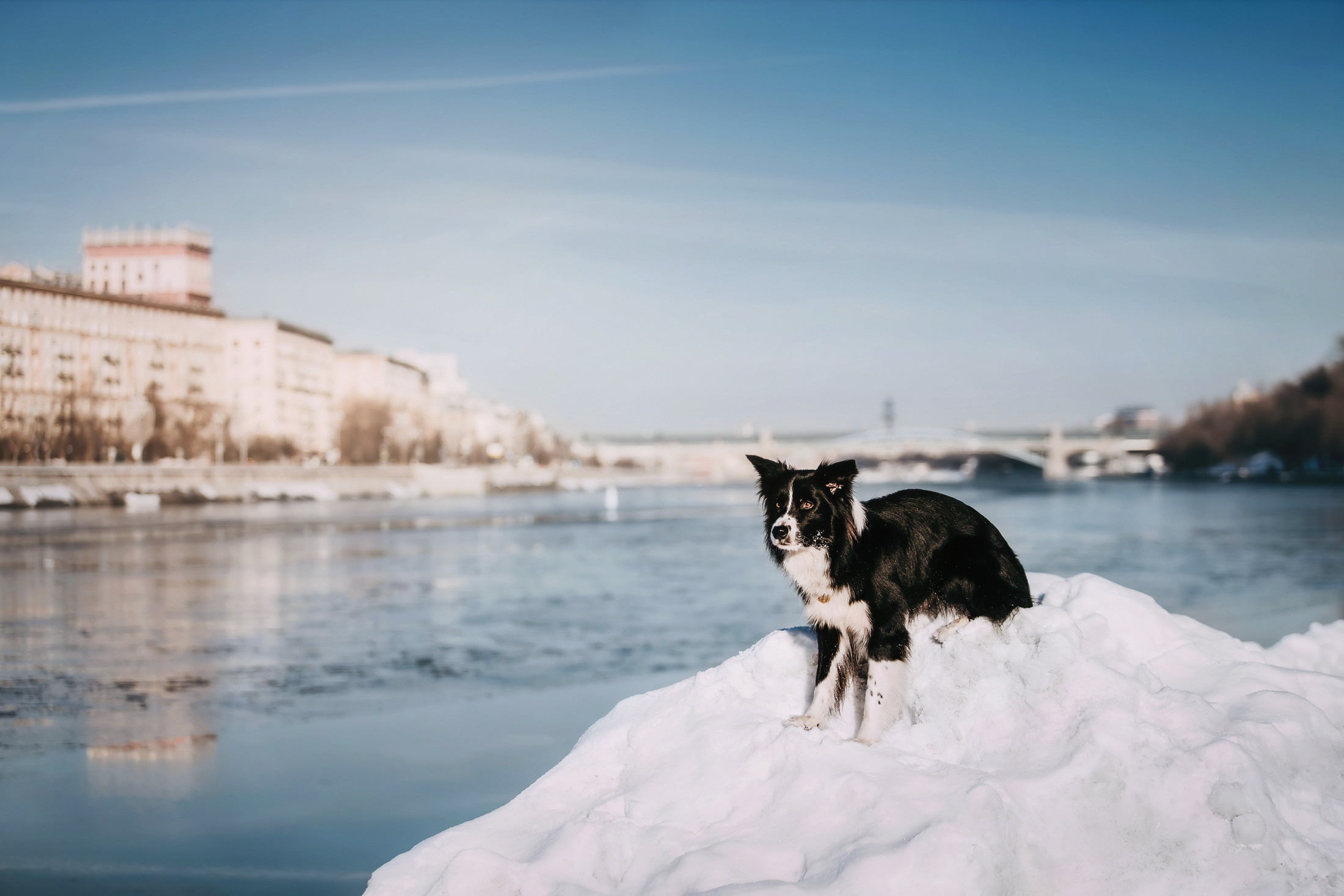 Юля и Маккензи. Фотограф-анималист Елена Радченко, Москва
