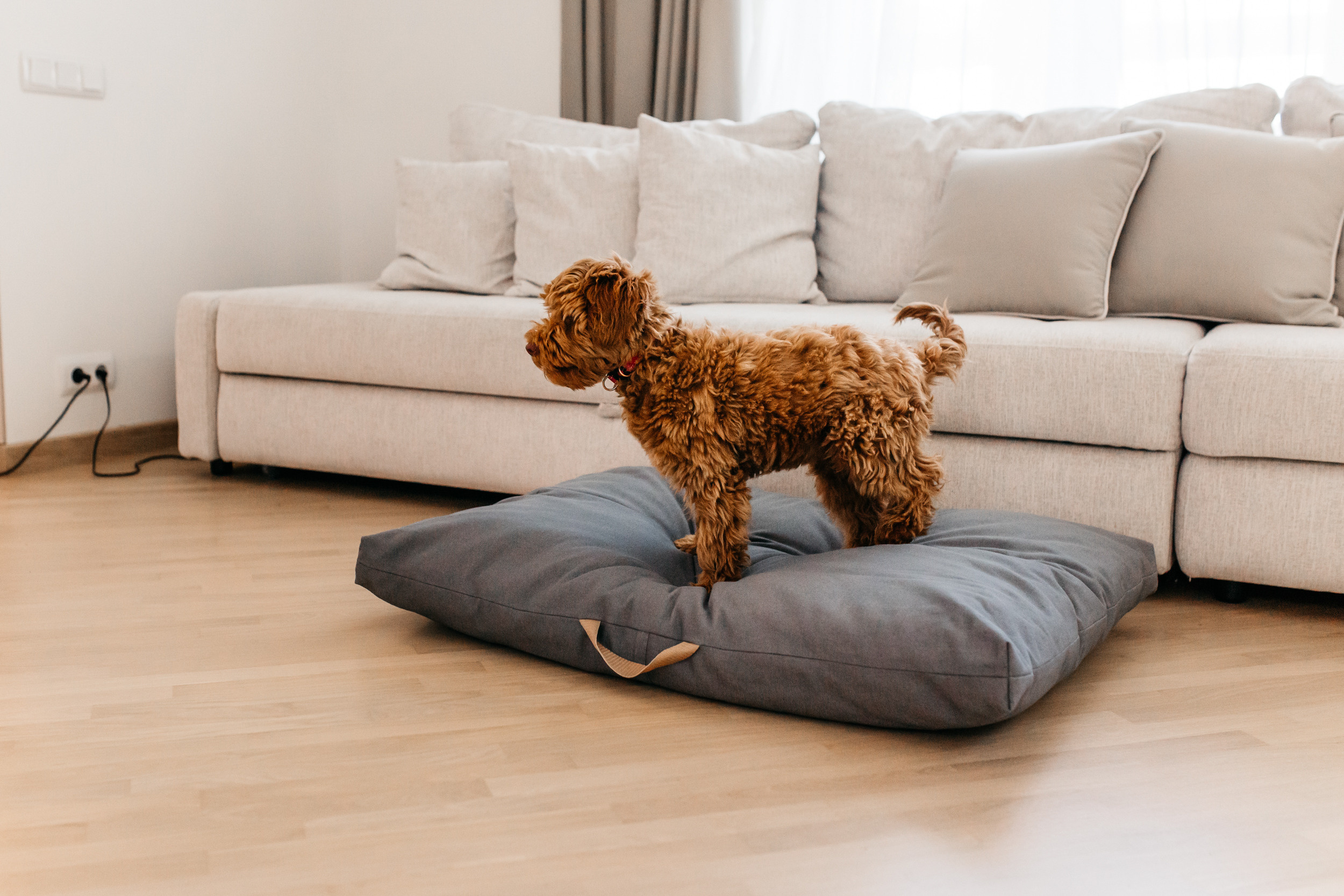 Магазин Bumbaboo. Фотограф-анималист Елена Радченко, Москва