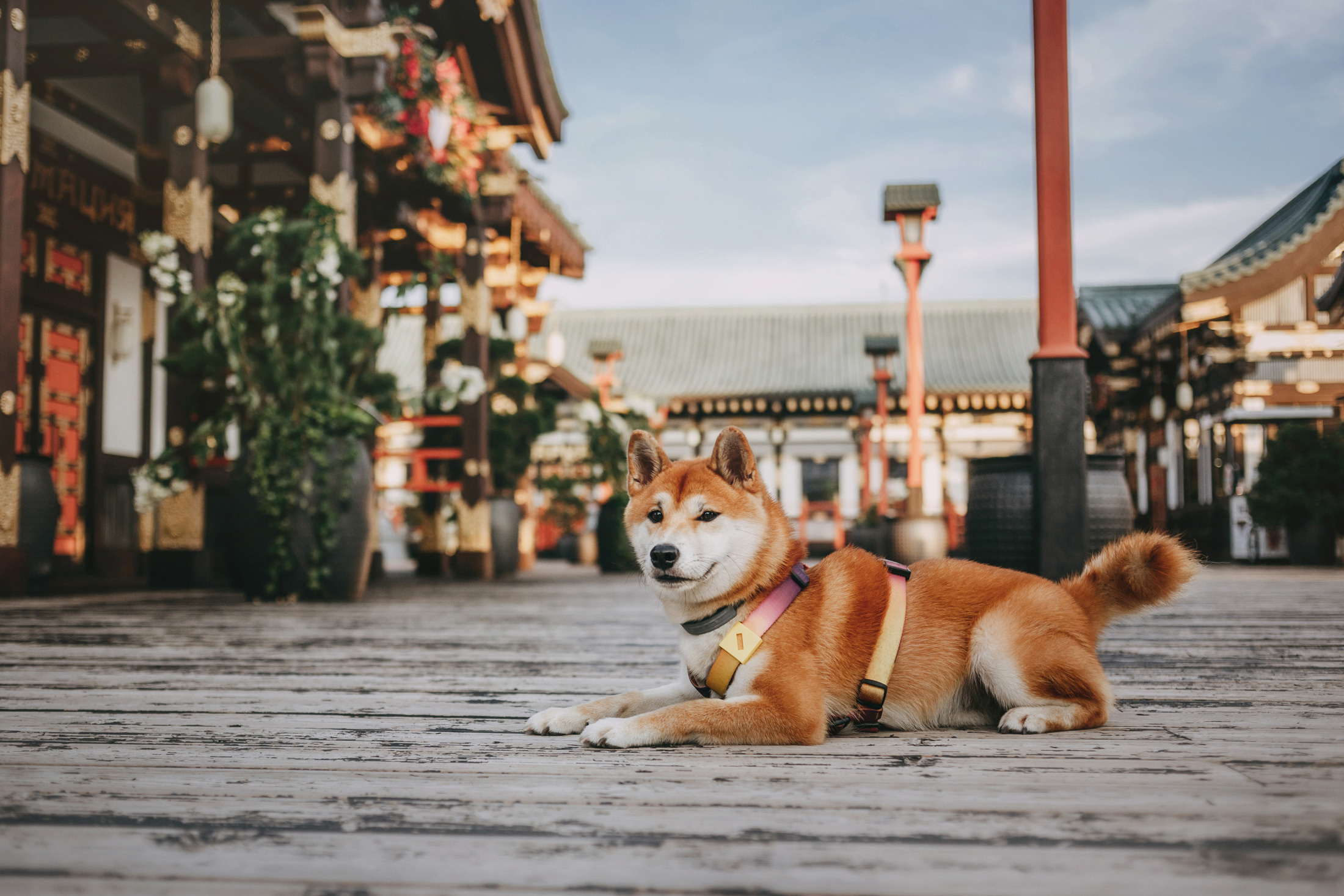 Юля и Юдай. Фотограф-анималист Елена Радченко, Москва