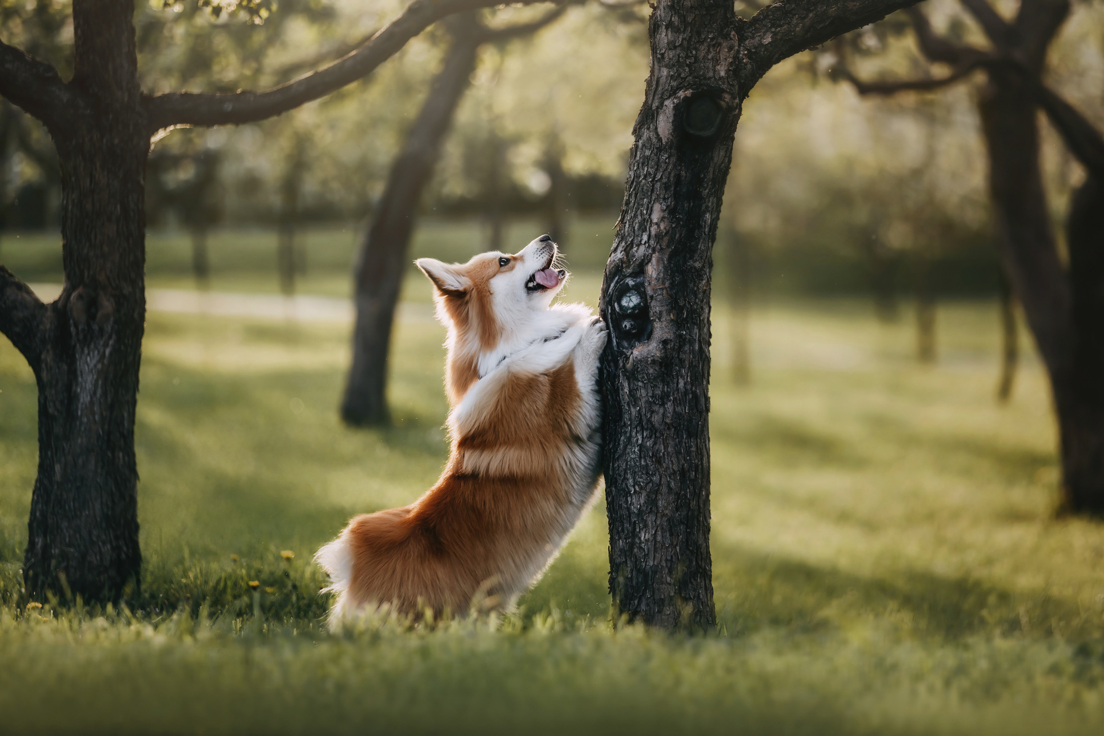 Аня и Винни. Фотограф-анималист Елена Радченко, Москва